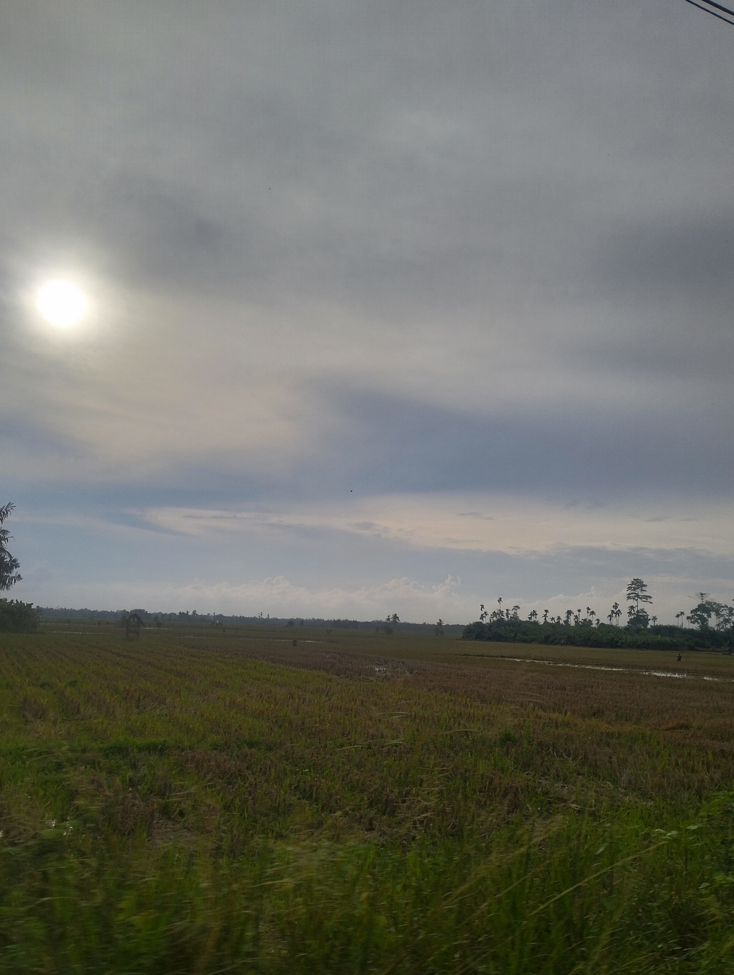A wide shot captures a rural landscape under a cloudy sky with a bright sun peeking through on the left. The foreground is dominated by a harvested rice field, its stubble and dry stalks creating a textured, yellowish-brown surface. Green grass grows tall and somewhat blurry along the very bottom of the frame, suggesting movement. In the mid-ground, the rice field continues, with some patches of water reflecting the sky. A small, rustic hut-like structure stands in the middle of the field, and further back, a line of palm trees and other vegetation forms a dense border against the horizon. A single figure is visible in the distance, walking across the field. The sky is filled with a mix of light and dark clouds, with the sun casting a soft, diffused light. The overall impression is of a serene, agricultural setting, likely in a rural area near Lhokseumawe, Indonesia, possibly during the post-harvest season.