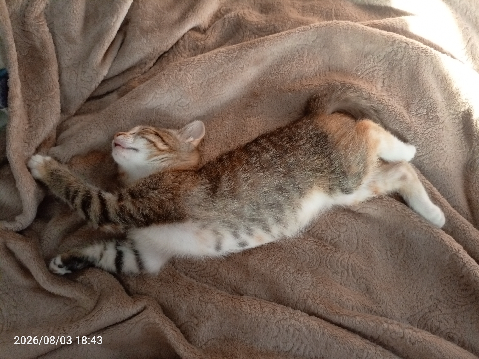 A tabby kitten is sleeping on a brown, plush blanket. The kitten is lying on its back with its legs stretched out and its head tilted back, its eyes closed. The blanket is soft and textured, with a subtle embossed pattern. The lighting suggests it is indoors, possibly in a residential setting. The image contains a timestamp in the bottom left corner: "2026/08/03 18:43", which does not indicate a specific location within the city of Эрхирик, Russia.