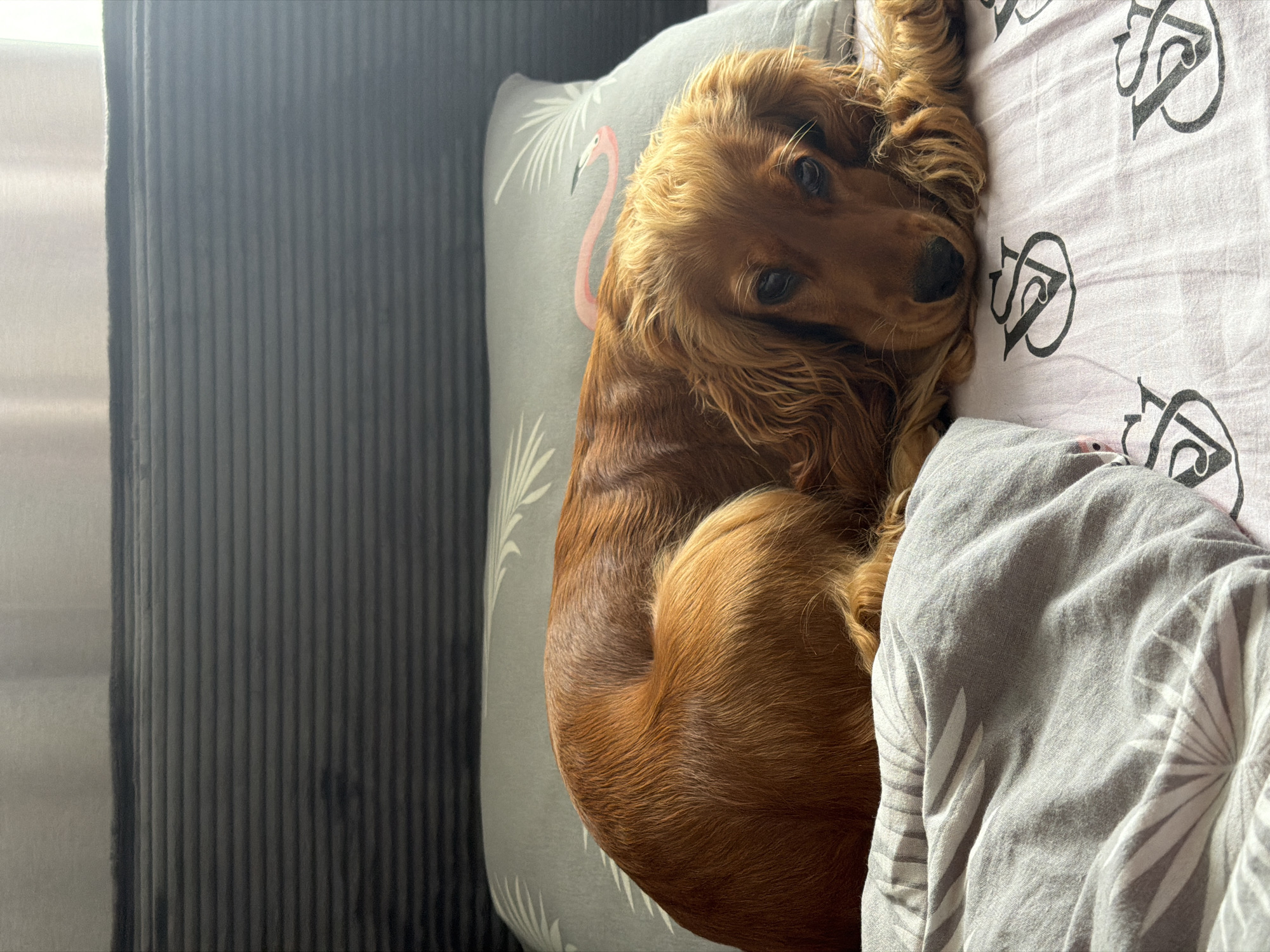 A medium-sized, copper-colored Cocker Spaniel lies curled up on a bed. The dog is resting its head on its paws, with its eyes looking directly at the camera. The dog has long, wavy fur and floppy ears. The bed has a grey headboard and is covered with a grey pillow and a pink and white patterned duvet. The background is out of focus, but appears to be a window with white curtains. The image is taken from a slightly high angle, looking down at the dog. The lighting is soft and natural, suggesting it was taken during the day. There is a pink flamingo design on the pillow. The duvet has a repeating pattern of "VS" monograms. The scene is likely indoors, in a bedroom in Minsk, Belarus.