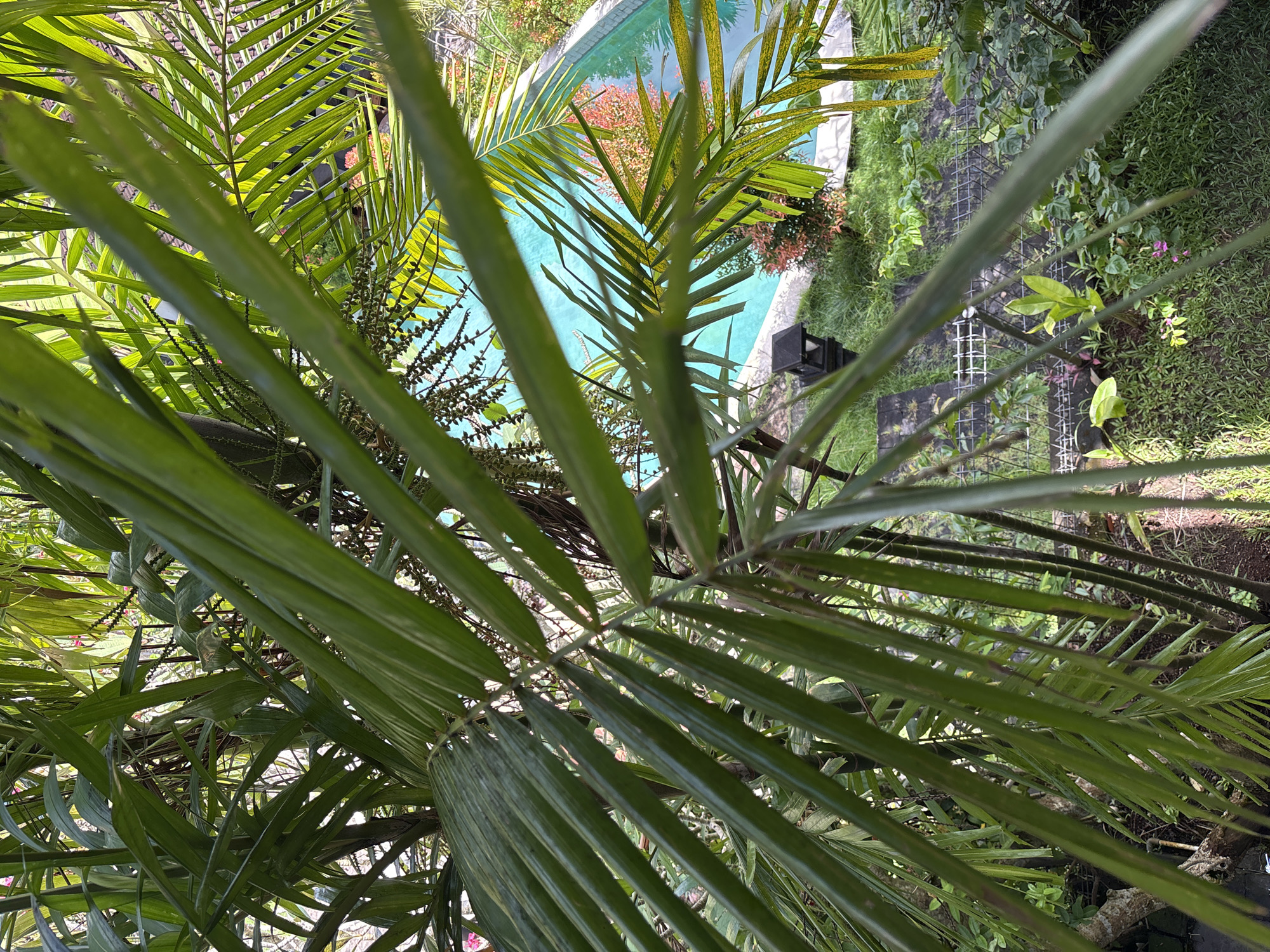 The image, taken in Kuta Selatan, Indonesia, shows a close-up view of palm fronds, obscuring the background. Through the leaves, a turquoise swimming pool is visible, surrounded by greenery and flowers. A metal fence is partially visible on the right, adjacent to overgrown grass and other vegetation. The perspective is from within the palm tree itself, looking outwards. The lighting suggests daytime. No people are visible.