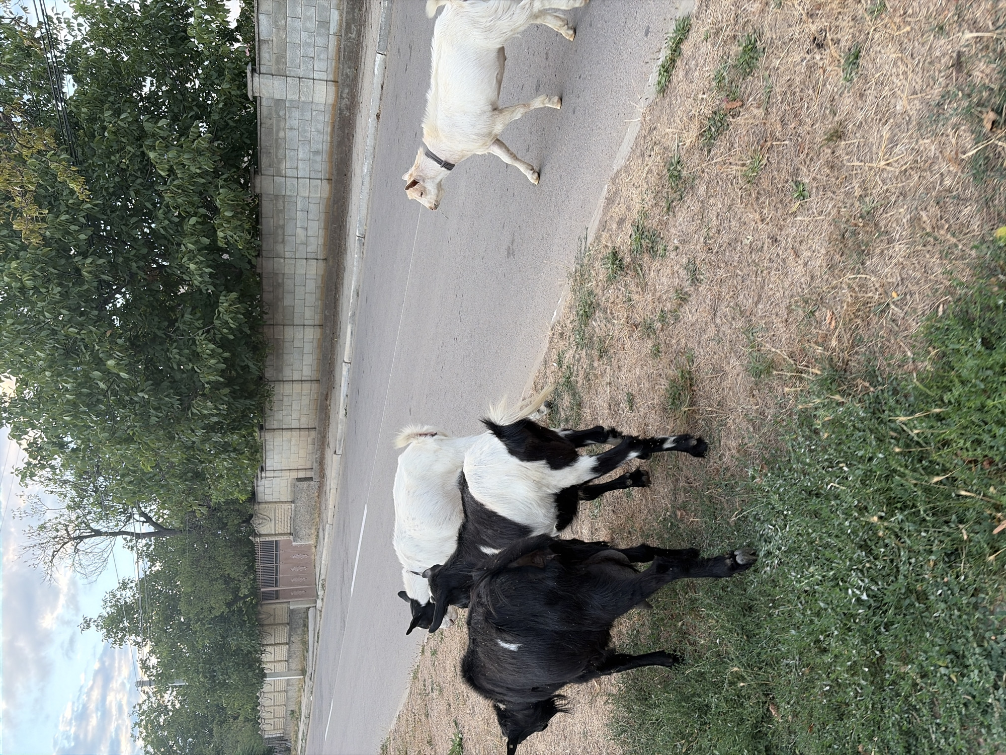 In Oxentea, Moldova, four goats are visible on the side of a paved road. Three goats are clustered together on the grassy shoulder on the left side of the image. Two of these goats are predominantly black, with one having white patches. The third goat in this group is primarily white with black markings. On the right side of the road, a fourth goat, entirely white, is walking on the asphalt, wearing a grey collar. Behind the goats, a low, light-colored brick wall runs along the property line, topped with a row of bushes and trees. The sky is partly cloudy.