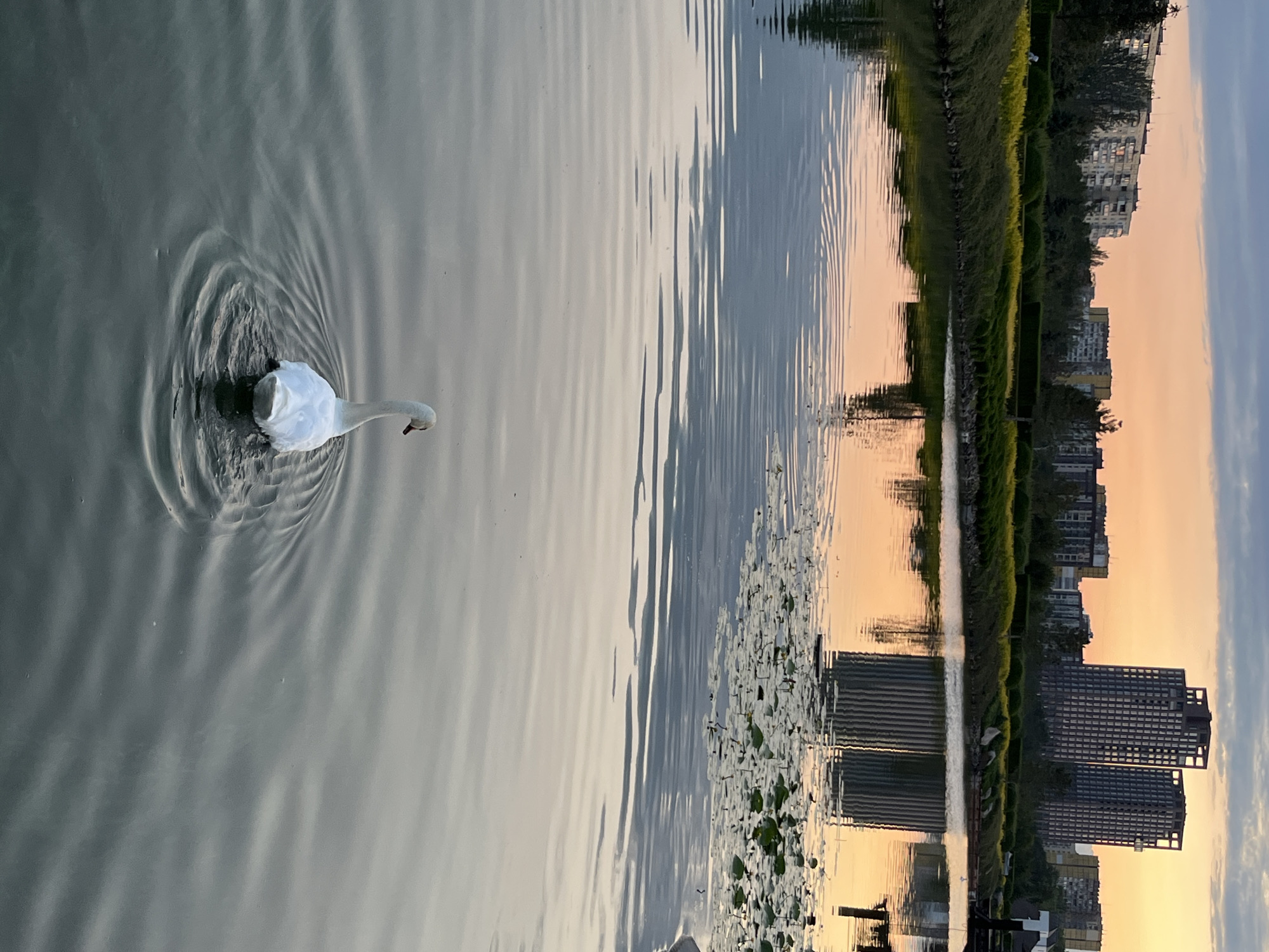 In Dnipro, Ukraine, at dusk, a solitary white swan glides across a calm lake, leaving a circular ripple in its wake. The water reflects the soft orange and pink hues of the sunset sky. In the background, the city skyline is visible, featuring a cluster of apartment buildings and two modern high-rise structures with a skeletal facade. The lake's edge is lined with lush green bushes and yellow flowers, interspersed with trees, and dotted with lily pads. The scene captures a moment of serene urban nature as daylight fades.