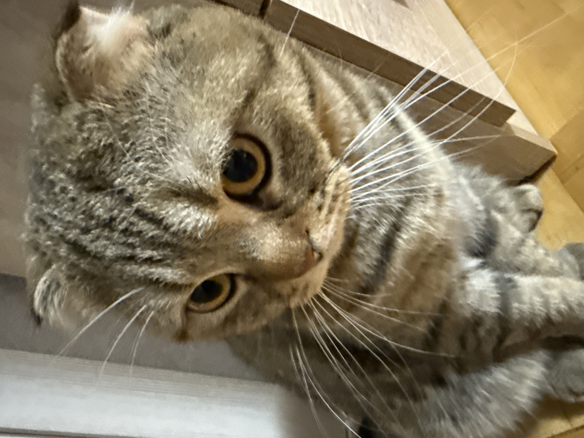 A close-up shot depicts a tan and gray tabby cat with golden eyes and slightly folded ears, likely a Scottish Fold. The cat is lying down with its head tilted towards the camera, and numerous white whiskers are visible. The background features a combination of white and light wood surfaces, possibly a wall and a piece of furniture. The location is unknown.
