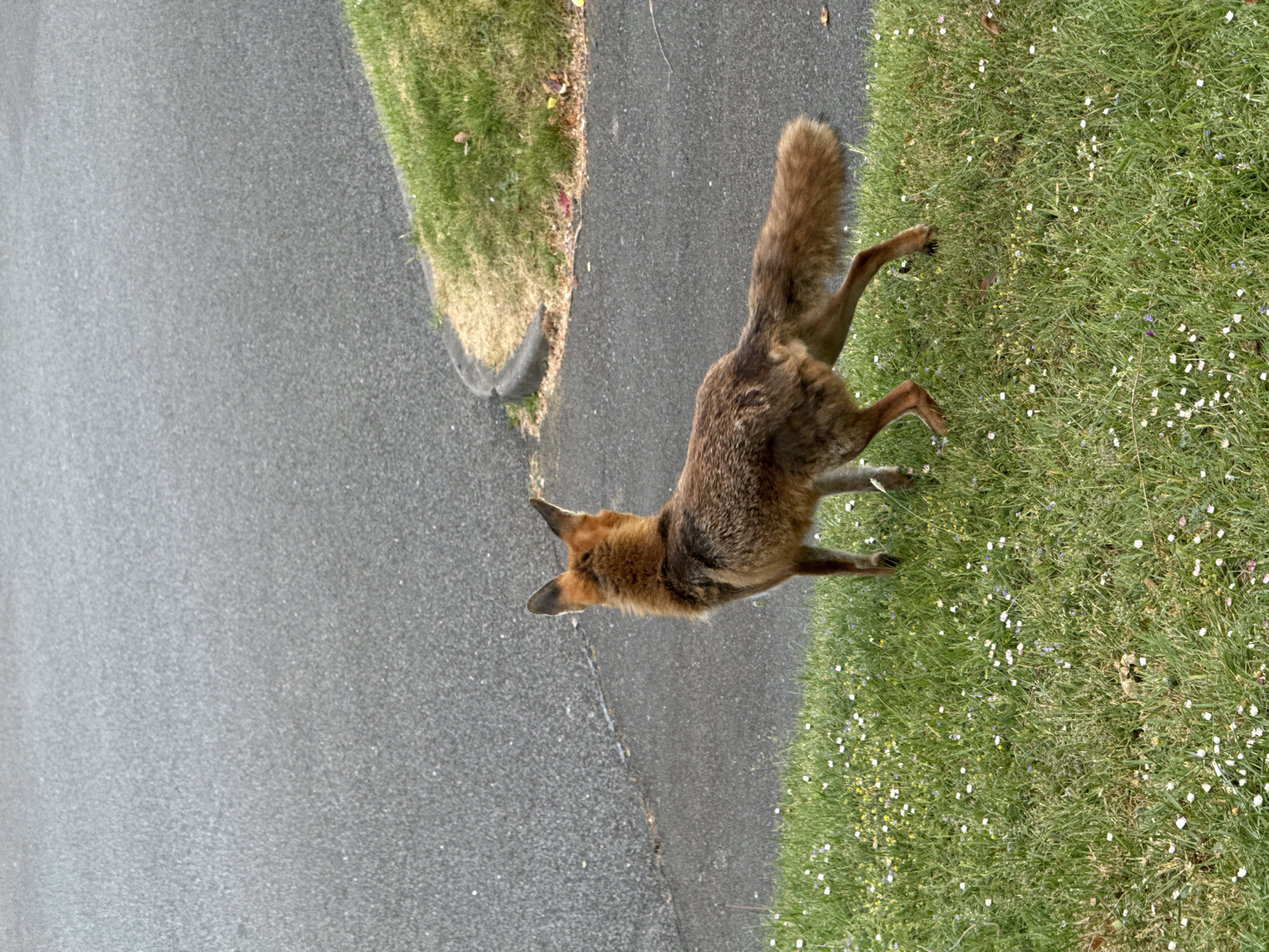 A fox stands on a patch of grass next to an asphalt road. The fox is facing left, with its tail extended behind it. The grass is green and contains small white and purple flowers. The asphalt road is gray. The scene is outdoors, and appears to be in a residential area. It is not possible to ascertain the location in London, United Kingdom from the given image.