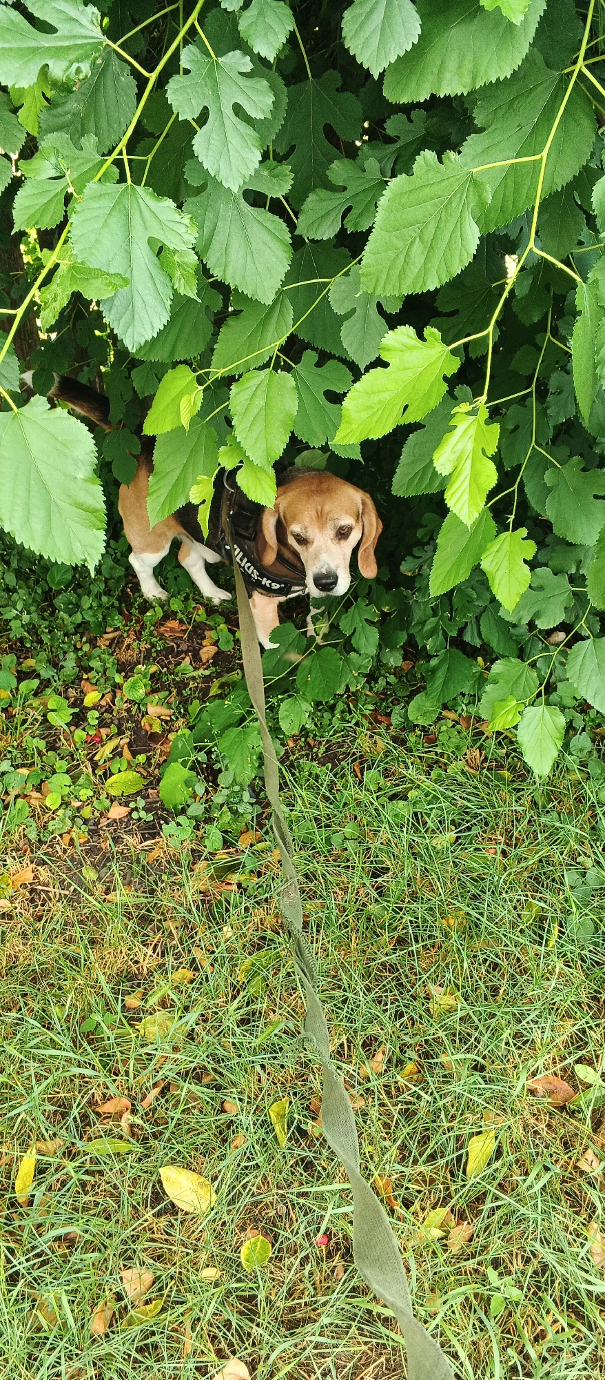 A medium shot captures a beagle in a bush, with its head and upper body visible amongst lush green leaves. The dog is wearing a dark harness with white lettering that reads "JULIUS-K9". A green leash extends from the harness and trails down to the bottom of the frame, where it lies on the grass. The ground is covered in grass, fallen leaves, and some exposed soil. The image appears to have been taken outdoors in a natural setting, possibly a park or garden within the city of Smila, Ukraine. The lighting suggests it is daytime.