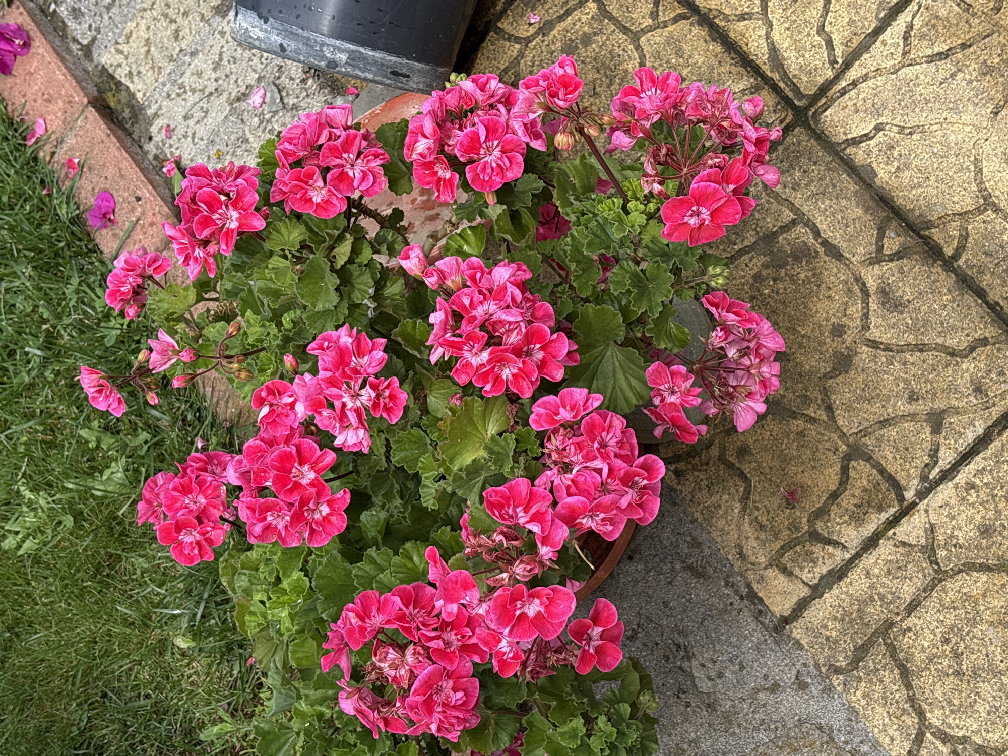 A potted plant with vibrant pink geraniums is situated outdoors. The plant is in a brown pot, and its leaves are a deep green. The ground surrounding the pot consists of two distinct textures: to the left, there is a grey concrete surface, and to the right, a patterned yellow paving stone. In the background, a patch of green grass is visible. The scene appears to be in a residential or garden area.