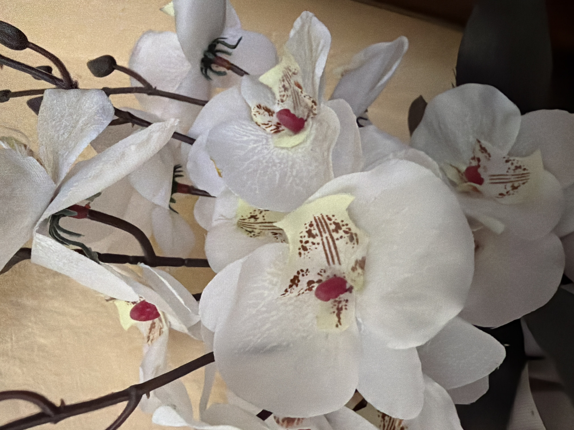 This is a close-up, overhead shot of a bouquet of white orchids with red and brown accents, set against a textured golden background. The orchids are the primary subject, with several blooms and buds visible. Some petals are delicately textured and slightly translucent. The stems are dark brown and appear to be artificial. The background has a subtle sheen and appears to be a wall or fabric. The lighting is soft, highlighting the details of the flowers. The image does not depict any identifiable locations in the city of Pazardzhik, Bulgaria.
