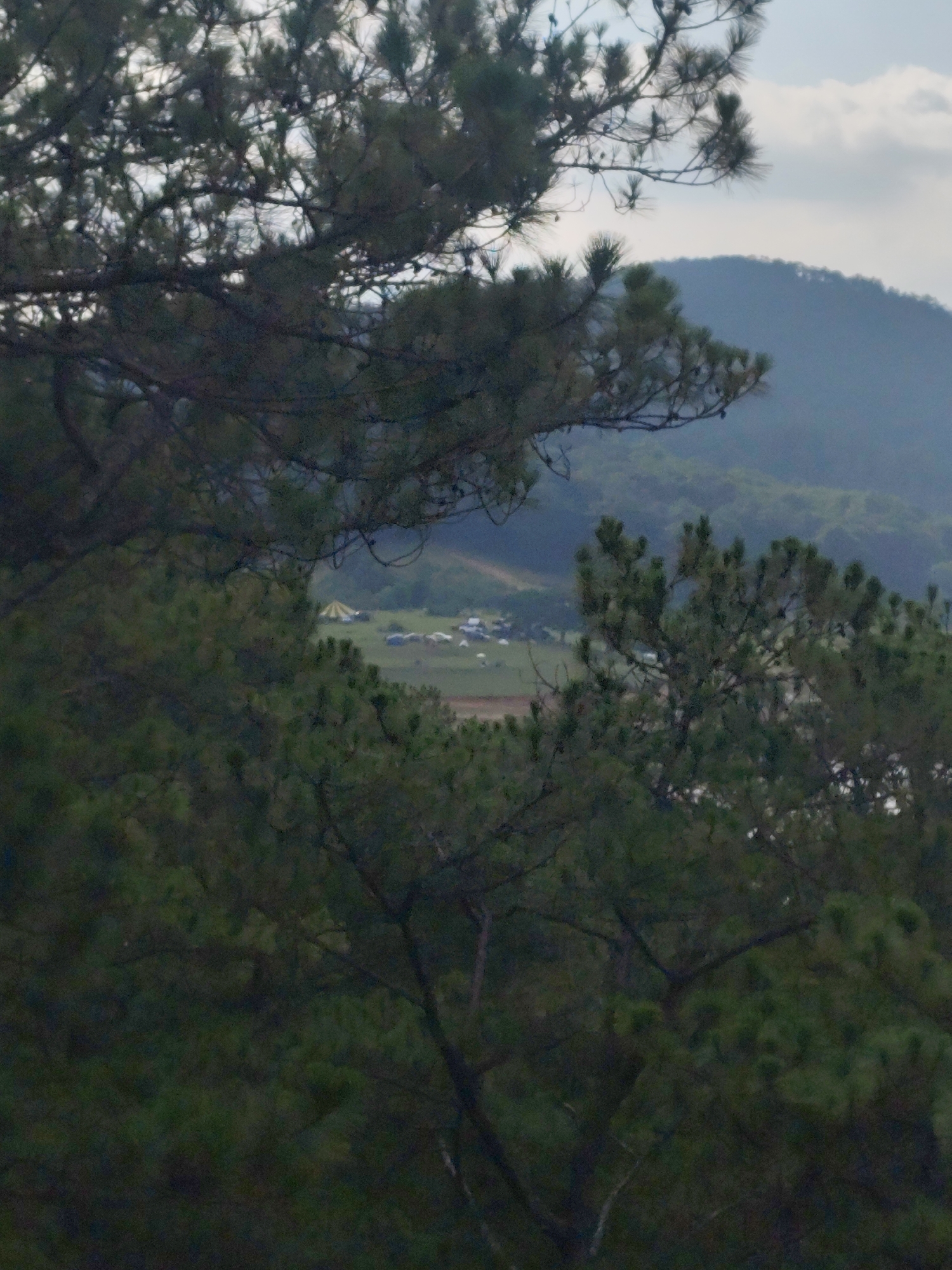 The image captures an outdoor scene through a dense natural frame of dark green pine branches and needles. In the foreground, out-of-focus pine foliage covers the upper, lower, and side portions, creating a natural frame.
Through the gaps in the trees, a valley or clearing in the middle ground is visible. On a light green field, numerous tents are set up, indicating a campsite or an outdoor event. These tents vary in size and color; some appear white or light-colored, while one prominent tent in the upper left of the clearing is yellow or beige with a pointed roof. A few vehicles might be partially visible near the tents, though indistinct due to distance and haze.
In the background, rolling hills or mountains rise, covered in green vegetation, appearing somewhat hazy and muted in color, suggesting distance or atmospheric conditions. The sky above the mountains is overcast with white and light gray clouds.
The time of day appears to be daytime, possibly under cloudy or overcast conditions, as there are no distinct shadows and the light is soft. The overall atmosphere is serene and natural, emphasizing the scale of the landscape and the human presence within it. No people are clearly visible, and there is no discernible text in the image. The setting suggests a mountainous or forested region, consistent with the Lạc Dương area of Vietnam.