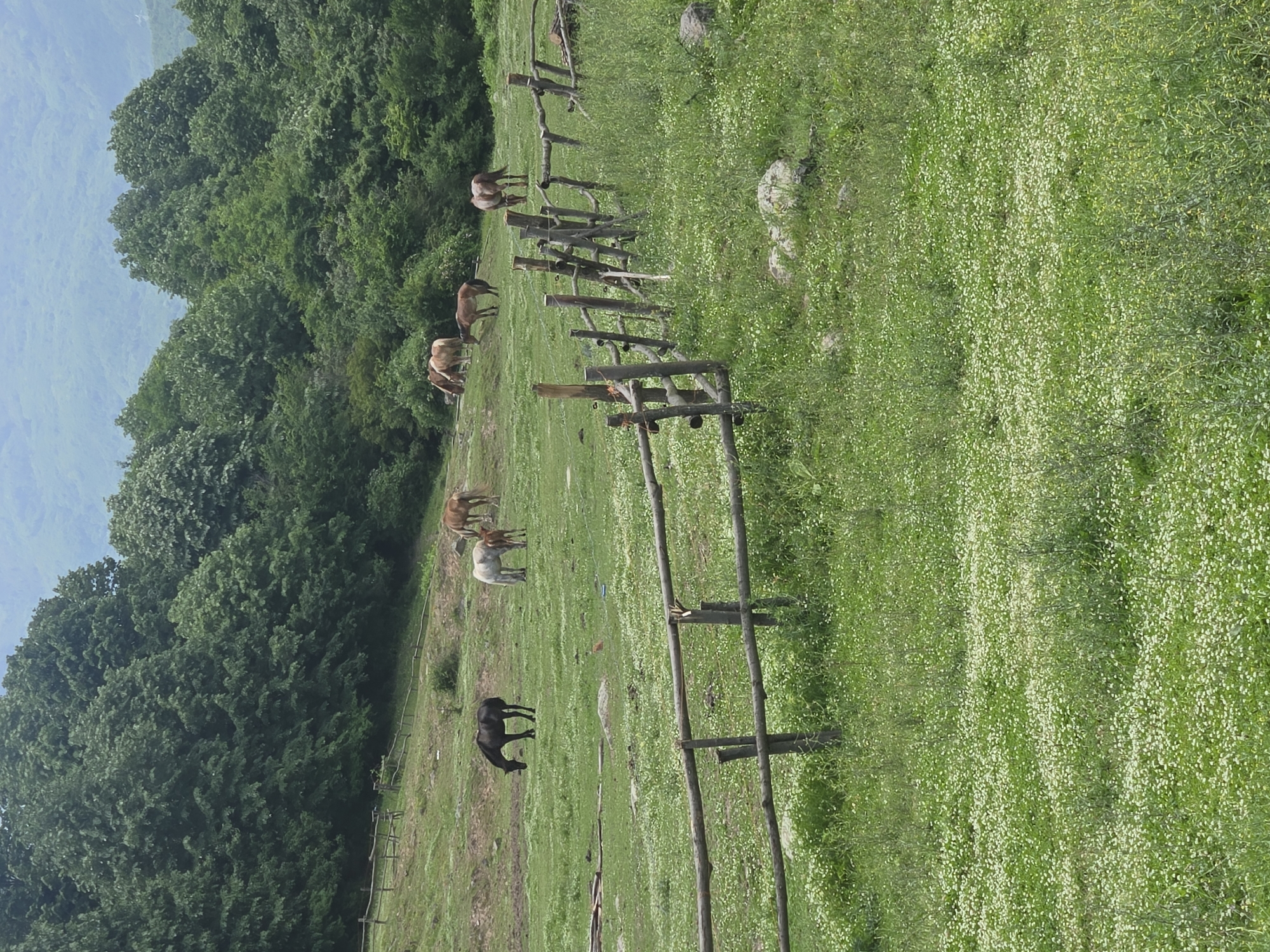 The image depicts a verdant landscape with a wooden fence stretching across the scene. Several horses graze in the pasture, while a dense forest borders the left side of the image. The sky is visible in the upper left corner. The location is unknown.