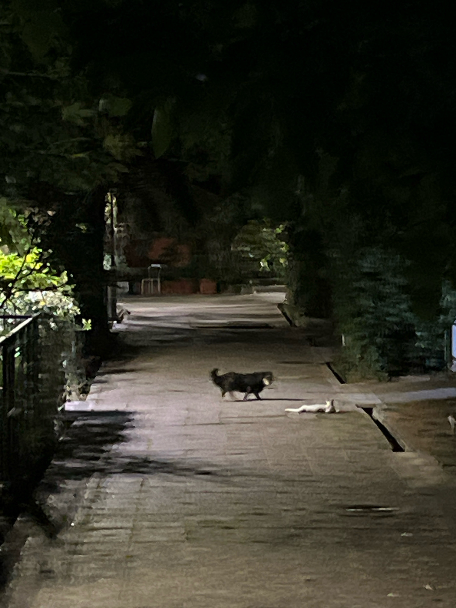 The image depicts a nighttime scene on a paved walkway, likely in Budva, Montenegro. The walkway is flanked by dense foliage, creating an arboreal tunnel effect. In the foreground, two cats are visible on the walkway. A dark-colored cat is walking towards the left side of the frame, while a lighter-colored cat is lying down on its side to the right. The lighting is dim, suggesting artificial illumination or moonlight, casting long shadows across the path. In the background, obscured by darkness and foliage, there appear to be some structures or seating arrangements. The overall atmosphere is serene and quiet.
