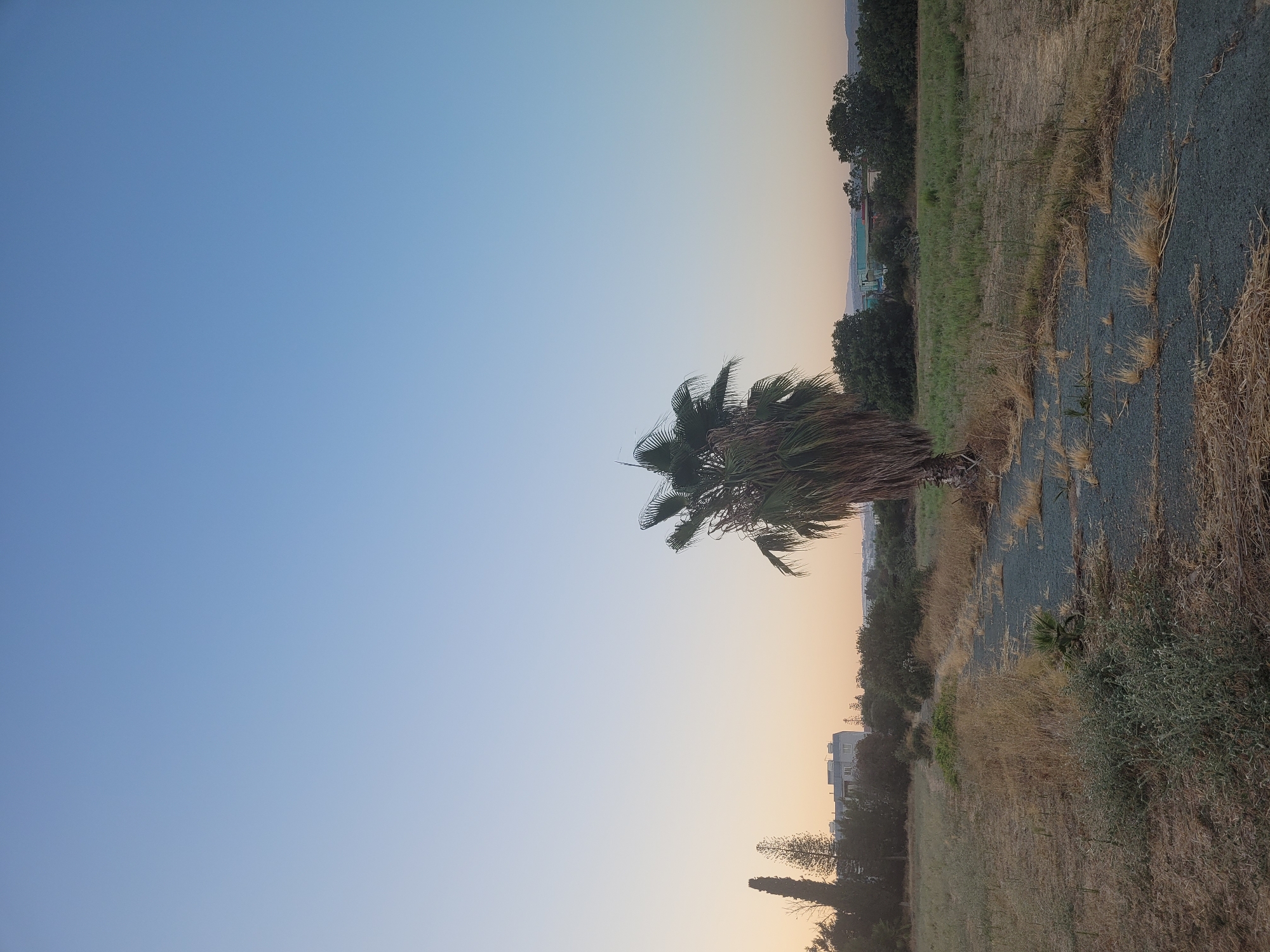 The image depicts an outdoor scene in Kolossi, Cyprus, likely at dusk or dawn, given the soft lighting and clear sky transitioning from a pale blue to a soft orange hue near the horizon. The foreground is dominated by dry, golden grasses and sparse green vegetation, with a rough, dark-colored pathway or road cutting through the landscape. In the mid-ground, a solitary palm tree stands prominently, its fronds appearing somewhat weathered. Beyond the palm tree, a line of trees and bushes creates a natural barrier, behind which some low-rise buildings are visible, suggesting the proximity of a town or settlement. To the left of the palm tree, a tall, slender coniferous tree is also present, along with some bare, dried branches. The overall environment suggests a semi-rural or undeveloped area within Kolossi, characterized by dry vegetation and a tranquil atmosphere. There are no people or animals visible in the image.