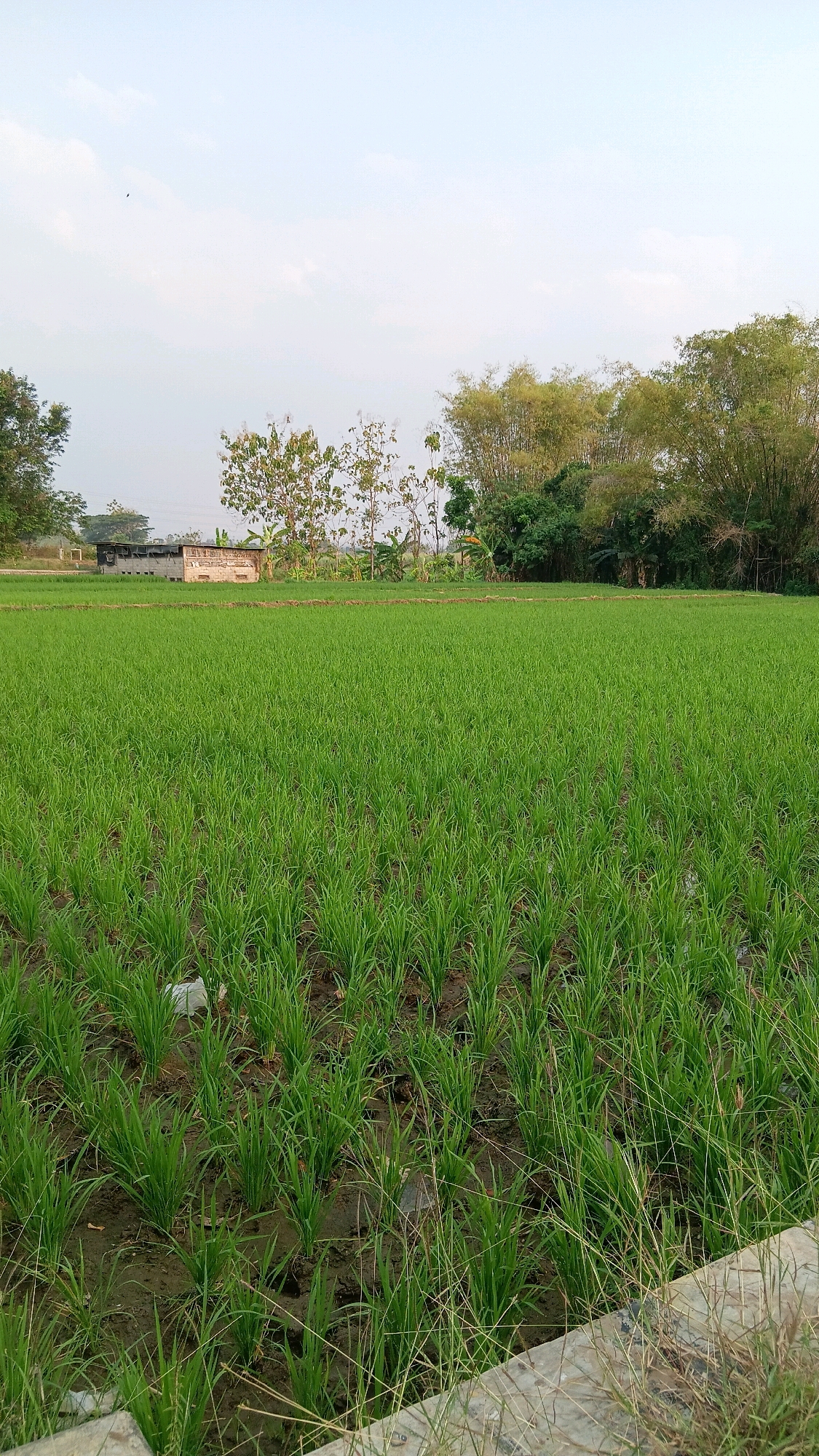 The image depicts a vast, flat expanse of bright green rice paddies, characteristic of the agricultural landscapes found in Slambur, Indonesia. The rice seedlings are planted in neat rows, with water visible in some of the depressions between them, indicating a flooded field. In the background, a small, weathered building constructed of brick is visible on the left, nestled amongst sparse vegetation. Further back, a dense line of trees, including tall bamboo stalks, forms a natural boundary. The sky above is a pale, hazy blue with wispy clouds, suggesting either early morning or late afternoon. The overall scene is serene and rural, showcasing the cultivation of rice, a staple crop in Indonesia. There are no people or animals visible in the image. The foreground shows the edge of a concrete path or structure, partially overgrown with dry grass.