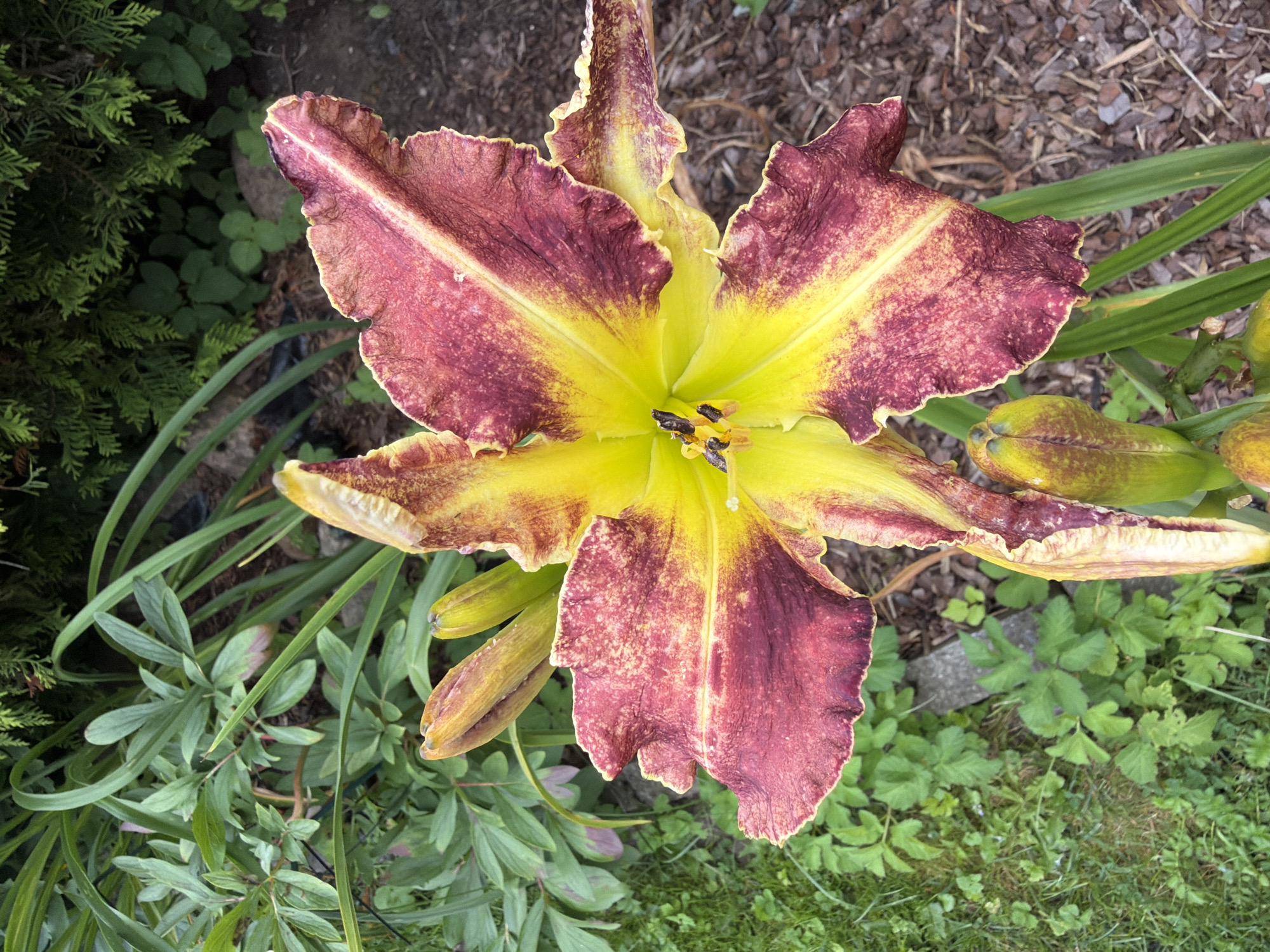 A close-up, overhead shot captures a large, vibrant daylily in full bloom, its petals a striking gradient of deep burgundy and bright yellow, with ruffled edges. The center of the flower reveals dark stamens with pollen. To the left of the main bloom, several unopened daylily buds are visible, their pointed tips a pale yellow-green. The background consists of lush green foliage and dark brown mulch. The scene appears to be located in a garden, possibly in Baloži, Latvia, given the naturalistic setting.