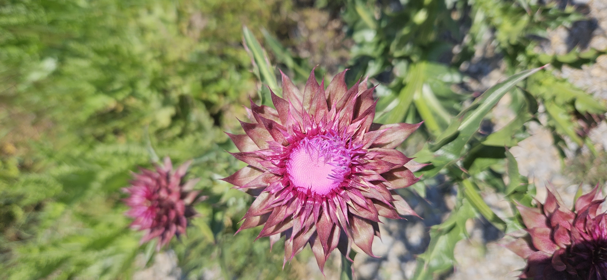 The image shows a cluster of pink thistle flowers in a garden, likely in Blagoevgrad, Bulgaria, given the user's request. The main flower is in focus, featuring a bright pink center with numerous narrow, pointed petals tinged with red-brown. Additional thistle flowers, less sharply focused, are present in the background, along with green foliage and hints of rocky soil. The scene is bathed in natural sunlight.