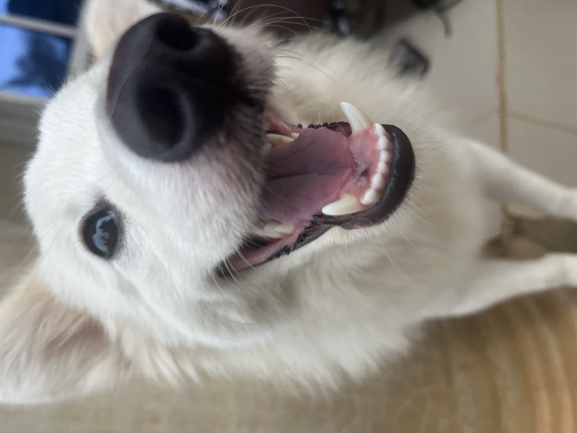 A close-up, tilted view of a white dog's face, angled upwards. The dog's mouth is open, revealing its pink tongue and teeth. A large black nose is in the foreground. One eye is visible. The dog appears to be indoors on a tiled floor. No location information is available beyond what is visibly present in the image. There is no indication of the city of Ikot Ekpene, Nigeria.
