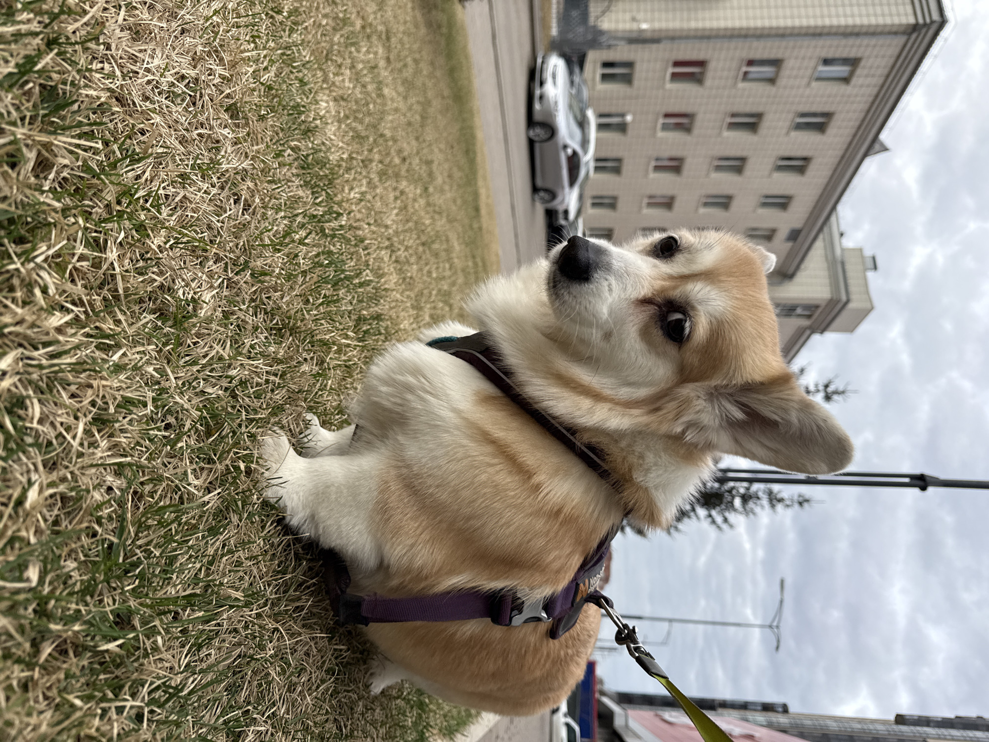 A Pembroke Welsh Corgi, with tan and white fur, is the main subject of this image, captured from a slightly elevated, side-on perspective. The dog is sitting on sparse, dry grassy ground interspersed with some green shoots, indicative of late winter or early spring conditions in Krasnoyarsk, Russia. It wears a dark purple harness, on which the text "Nose" is partially visible. A bright green leash clip is attached to the harness. The dog's head is tilted upwards, and its dark, round eyes show an attentive and curious expression, looking towards something outside the frame.
In the background, a large, light-colored, multi-story building with numerous rectangular windows suggests an urban or suburban environment. A silver car is partially visible, parked on what appears to be a street or driveway near the building. The sky is uniformly overcast with grey clouds, indicating a cloudy daytime. A street light pole and some distant antennas or wires are also visible against the sky. The scene captures a quiet moment during the dog's walk.