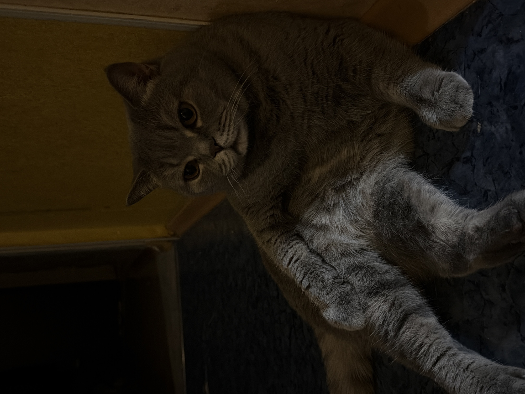 The image displays a grey domestic cat, appearing to be a British Shorthair, lying relaxed in an indoor setting. The cat is the central subject, positioned diagonally across the frame, and is looking directly at the viewer with curious, dark amber eyes. Its soft, dense grey fur is prominently featured, and its whiskers are visible.
The scene is dimly lit, suggesting either evening or a room with low ambient light. In the upper left and top portions of the image, a warm, yellowish-brown surface, possibly wood or a furniture component, provides a contrast to the darker areas. The remainder of the background is a dark, textured surface, resembling a floor or a deep-pile rug.
The cat appears to be resting and observing, with no specific activity taking place beyond its relaxed pose. The image is notably tilted, offering an unconventional perspective. There are no visible people or text. The location context provided is Perm, Russia.