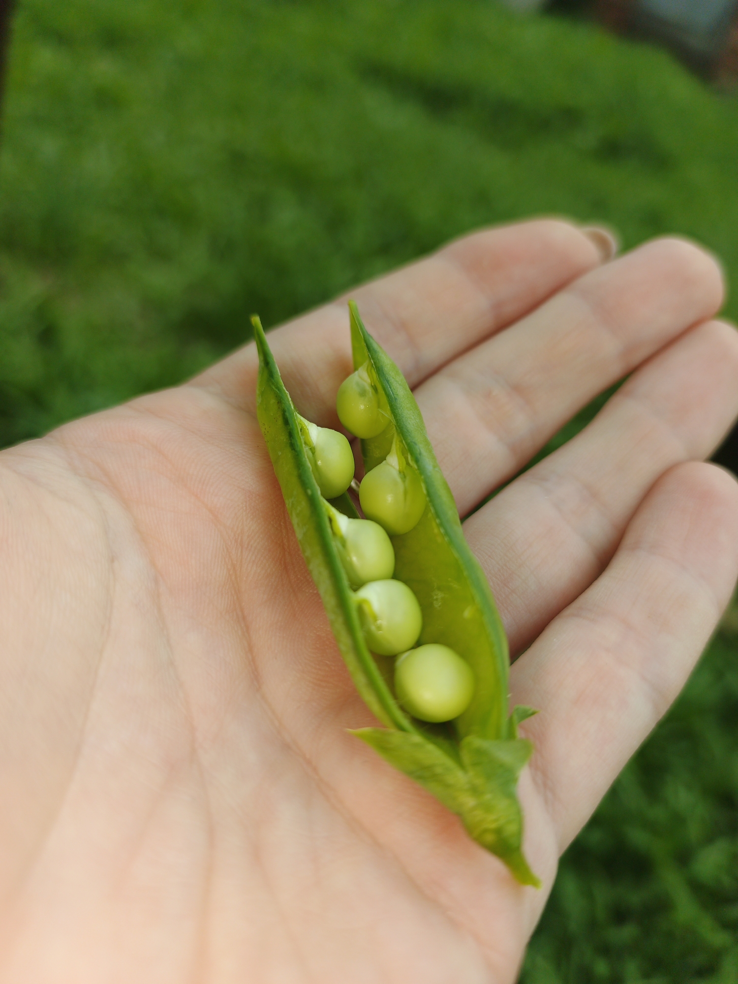A close-up, overhead shot captures a hand holding an open pea pod filled with six bright green peas. The pea pod rests in the palm of a fair-skinned hand, with the fingers gently cupping it. The background consists of a blurry expanse of green grass, suggesting an outdoor setting. The image does not provide any information or context related to the city of Medvedyovka, Russia.