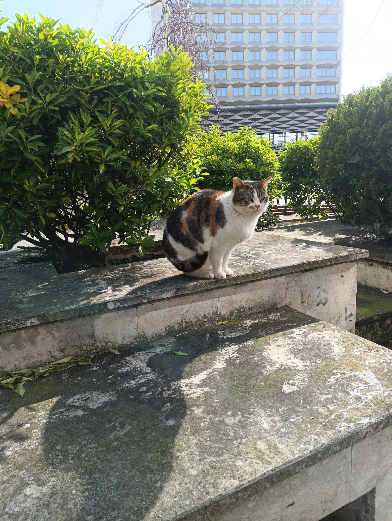 The image shows a calico cat sitting on a concrete structure, likely a planter, in an outdoor environment. Behind the cat are green bushes and trees. In the background, a tall, modern building with many windows is visible. The concrete structure appears weathered and aged. The photo was taken during the day under sunlight. The scene is located in the city of Burgas, Bulgaria.