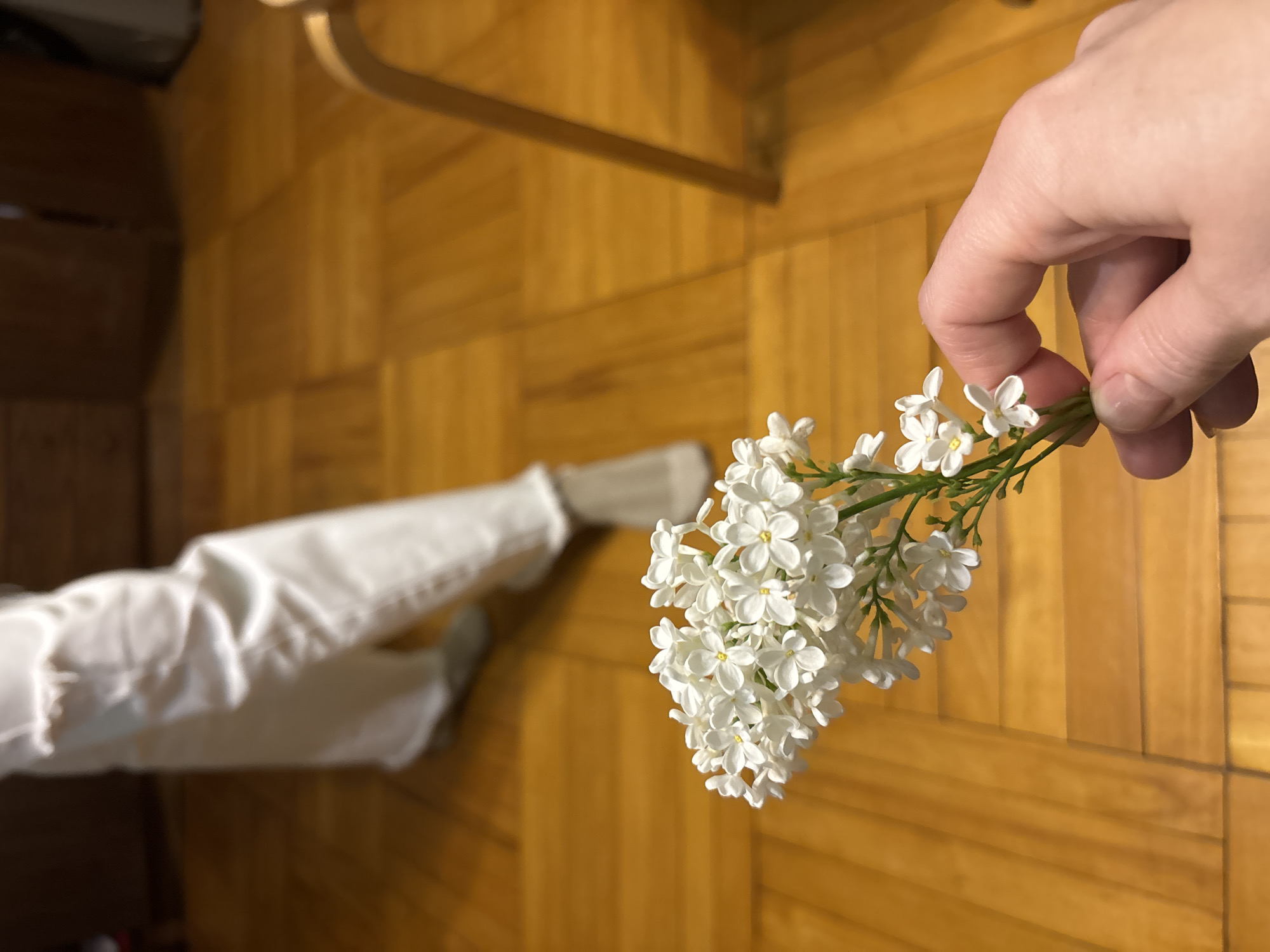 A person's hand holds a sprig of white flowers over a wooden floor. The person wears white pants and grey socks. The location is Unknown, Unknown.