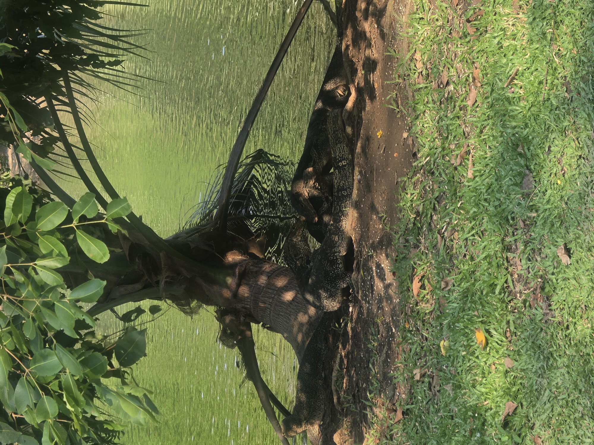 A large monitor lizard rests on the bank of a green body of water in an outdoor setting, likely a park in Bangkok, Thailand. The image, originally rotated 90 degrees clockwise, shows the lizard positioned near the base of a sturdy tree trunk, which casts shadows across it.
The monitor lizard, with its dark, mottled skin featuring lighter spots, is partially obscured by the tree and foliage. Its head is visible near the tree trunk, and its body extends along the bank, with parts potentially in or very close to the water. The water itself is a vibrant green, reflecting sunlight and showing a rippled surface. Lush green foliage, possibly palm fronds, is visible on the left side of the frame, overhanging the water.
To the right of the tree and the lizard, there's a patch of bare earth or a dirt path, which transitions into a bright green grassy area. Scattered brown leaves are visible on the grass, suggesting a natural environment. Dappled sunlight illuminates sections of the grass and the tree trunk, indicating it is daytime, likely during a sunny period, possibly morning or afternoon. No people or text are visible in the image. The scene conveys a calm, natural moment with wildlife in an urban park setting.