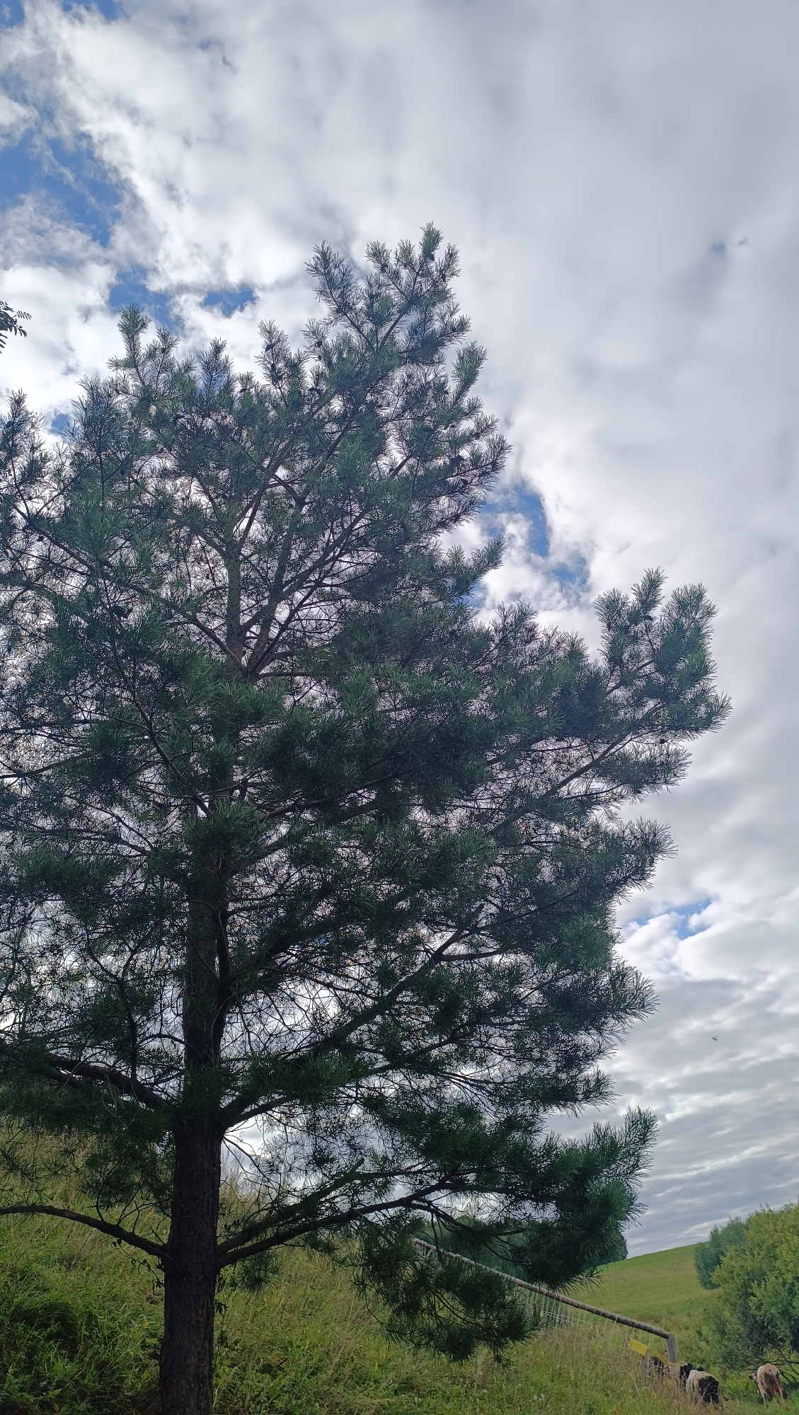 A full shot captures a pine tree in the foreground with its branches extending upwards and to the right against a cloudy sky. The tree's dark trunk is visible on the left, rooted in grassy terrain. In the middle ground, a green hill slopes upwards to the right, with trees lining its crest. A rustic fence runs horizontally across the middle ground, separating the grassy field from the hill. In the lower right corner, a few cattle are grazing on the grass. The scene is set outdoors, with no specific indication of its location within the city of Karsha, Russia.