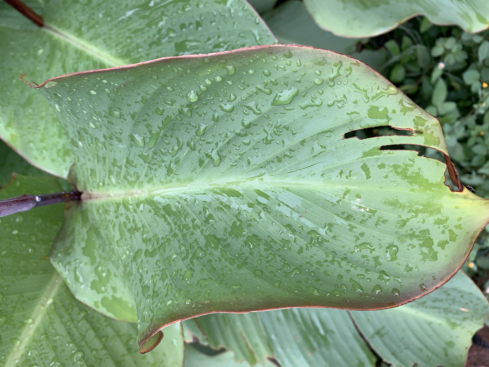 The image features a large, green, broadleaf plant with visible water droplets on its surface. The leaf has a prominent central vein and parallel veins radiating outwards. The edges of the leaf have a distinct reddish-brown rim. A section of the leaf near the right edge is missing, leaving a jagged cut. The setting appears to be outdoors, with other leafy vegetation visible in the background. The geographical location is Rafin Par, Nigeria. No people, subjects, objects, actions, or interactions with other individuals are visible.