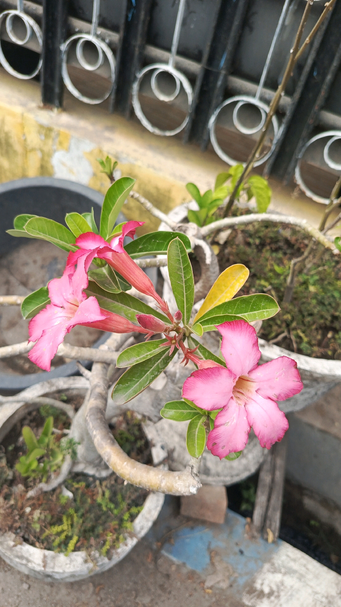 A close-up, vertical, outdoor, daylight photograph shows a cluster of pink desert rose flowers with green leaves. The flowers are in various stages of bloom, with some fully open and others still in bud. The background includes a weathered yellow wall and a black metal fence with circular decorative elements. The foreground features concrete planters containing the desert rose plant and other greenery. The scene is likely located in Ronowijayan, Indonesia, based on the visual cues and surrounding environment.