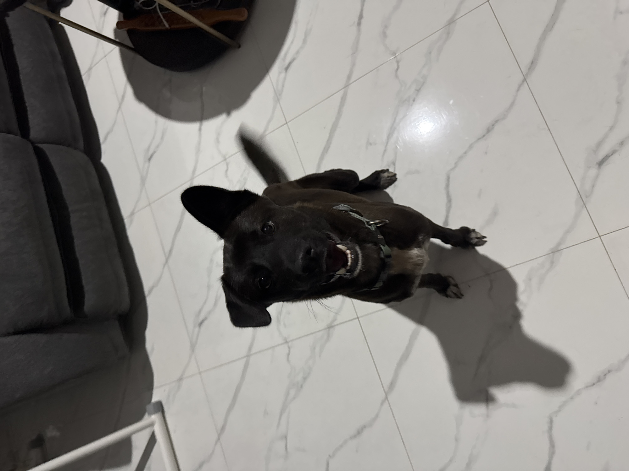 In Sukawati, Indonesia, a medium-sized black dog with one floppy ear sits on a marble-tiled floor. The dog is looking up at the camera with its mouth slightly open and tongue visible, appearing to be panting or smiling. It is wearing a teal collar with a silver D-ring. A shadow of the dog is cast on the floor to its left. In the background, a portion of a dark gray sofa is visible, along with a white metal stand. To the right, a dark circular object with thin legs, possibly a small table or stool, supports a wooden object with a handle and a dark object. The lighting suggests an indoor setting.