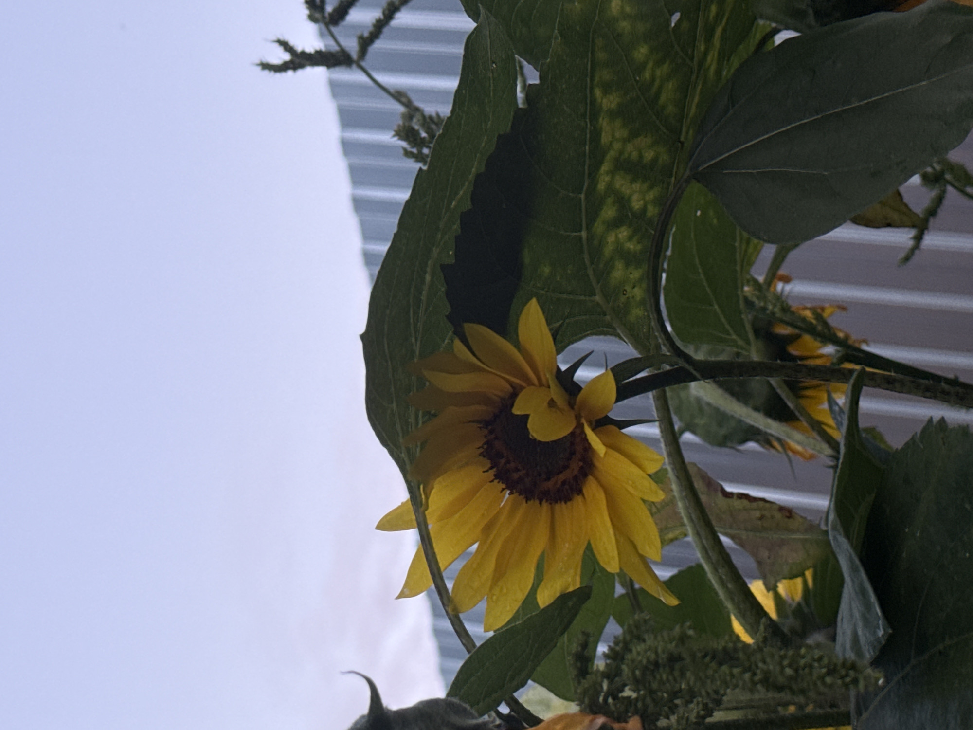A single, yellow sunflower with a dark brown center is prominently displayed in the foreground, facing towards the viewer's left. The sunflower's petals appear slightly damp, possibly from rain. It is surrounded by large, dark green leaves, some of which are partially obscuring the flower. In the background, a corrugated metal fence runs horizontally across the frame. Above the fence, the sky is a pale, overcast blue. The overall impression is that of a garden setting, possibly in a suburban or rural environment, given the presence of the fence and the natural subject matter. The lighting suggests it is either early morning or late evening. There are no people or animals visible in the image.