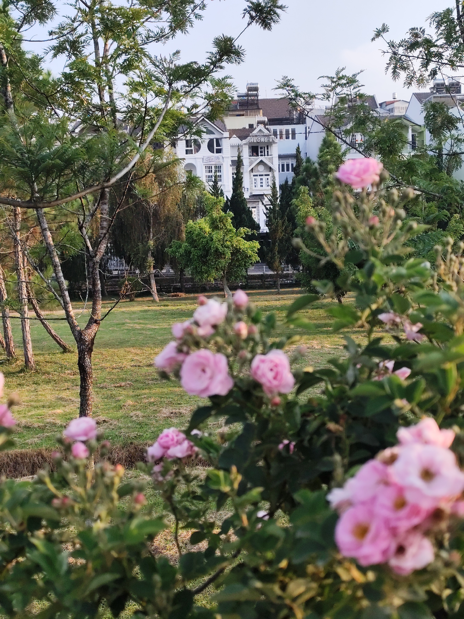 The image shows a garden in Da Lat, Vietnam. In the foreground are pink roses in bloom. Beyond the roses is a grassy lawn with scattered trees. In the background is a white building with multiple stories and a sign in Vietnamese. The sky is visible above the building and trees.