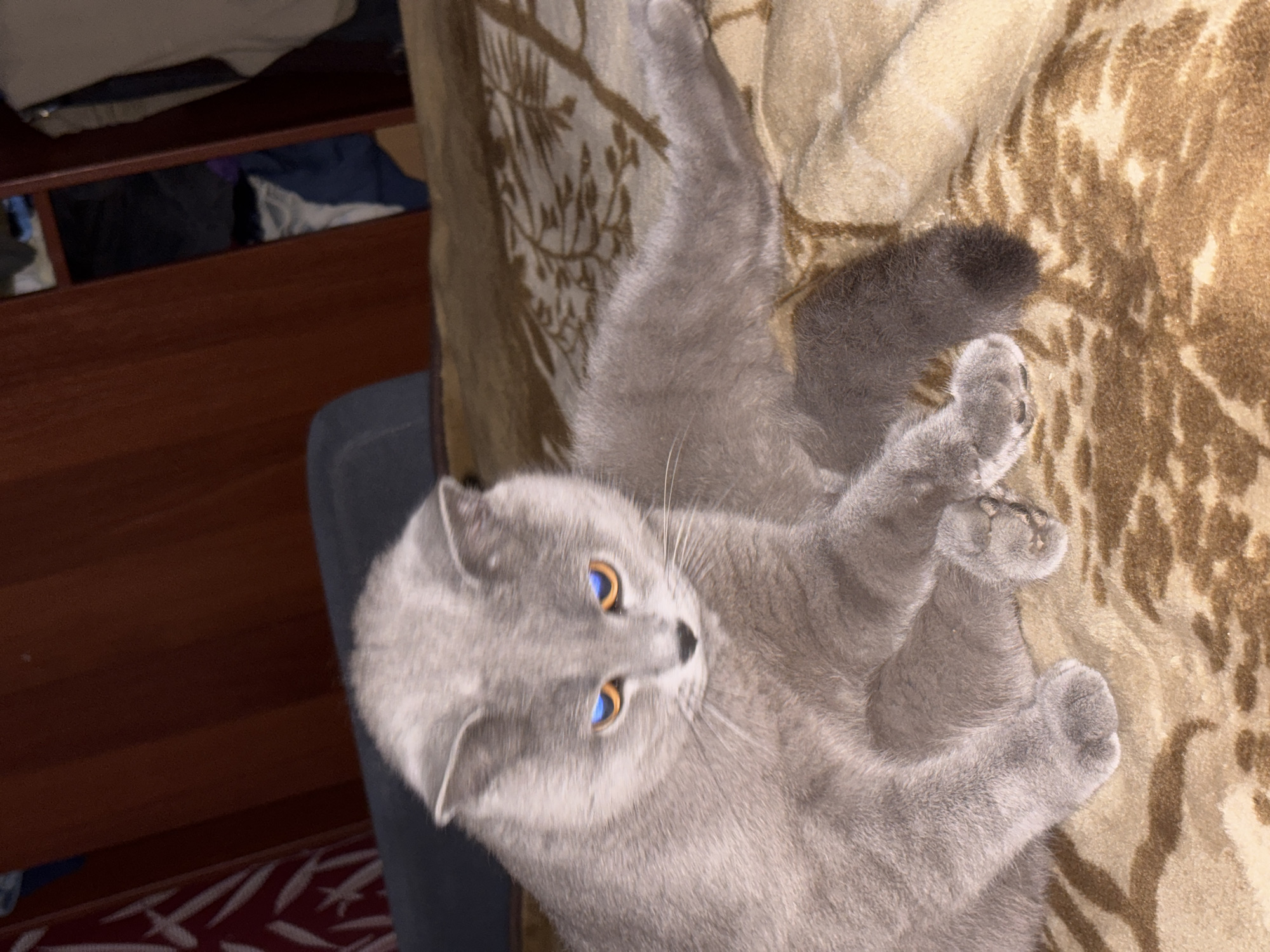 A gray cat with striking amber eyes is sprawled on a patterned brown and beige blanket. The cat's paws are extended, and its gray fur is visible. To the left of the cat, there is a wooden shelf with some items stored on it. A blue and gray object is visible below the shelf. The lower left corner shows a glimpse of a red and white patterned rug or floor covering. The scene is indoors. The location in the city of Фоки, Russia is not supported by image information.
