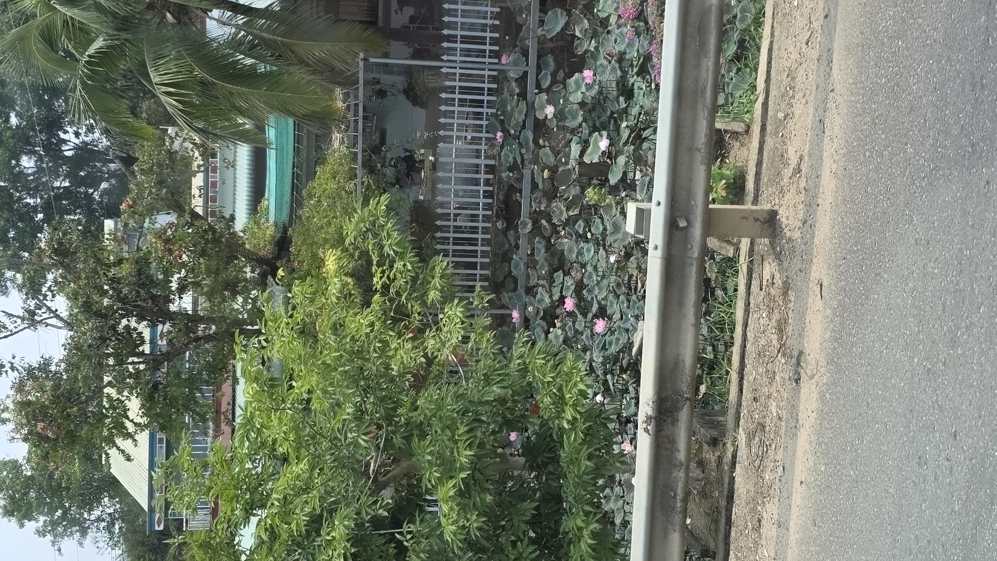 A photograph shows a road with a metal guardrail on one side. Beyond the guardrail is a waterway filled with large, rounded leaves and pink lotus flowers. A metal fence runs alongside the waterway. Trees and foliage are visible in the background, along with a building with a light blue roof and green netting. The image appears to be taken in a residential area of Đăk La, Vietnam.