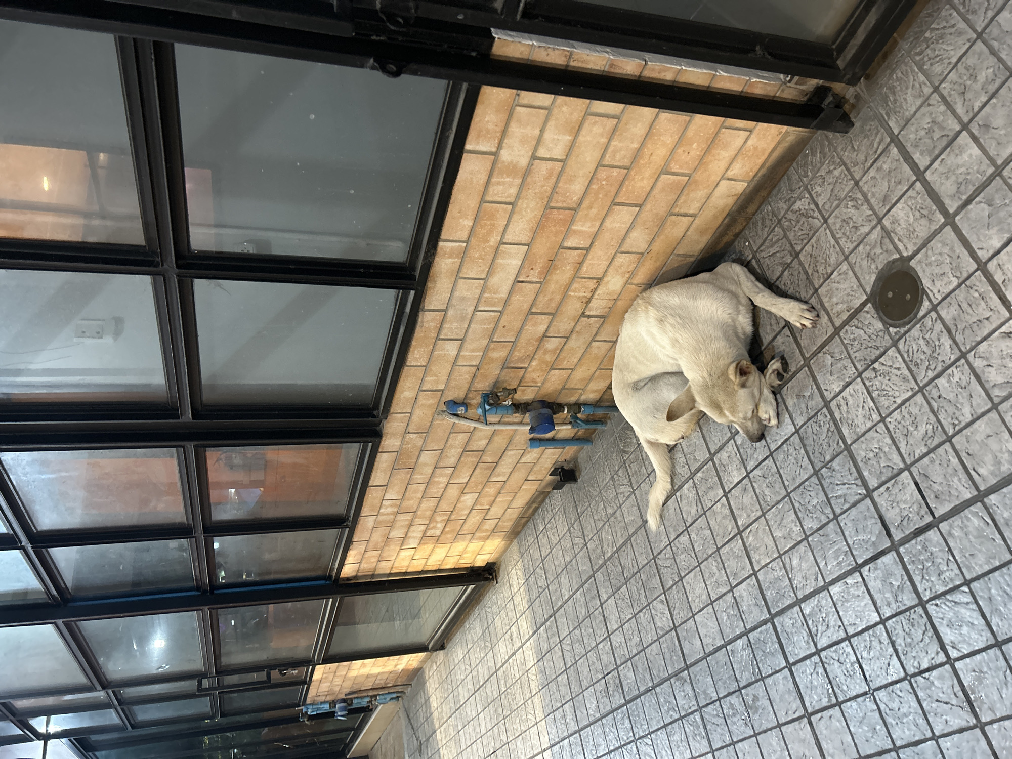 A light-colored dog is sleeping on a tiled floor next to a brick wall. The dog is lying on its side with its head resting on the ground. The wall is made of orange bricks and has a large window above it. There are some pipes and a faucet attached to the wall. The tiled floor is grey and made up of square tiles. In the background, there is a black metal door frame and more windows. The scene appears to be outdoors, possibly in an alleyway or a covered walkway. The location is identified as Tha Khlong Town Municipality, Thailand.