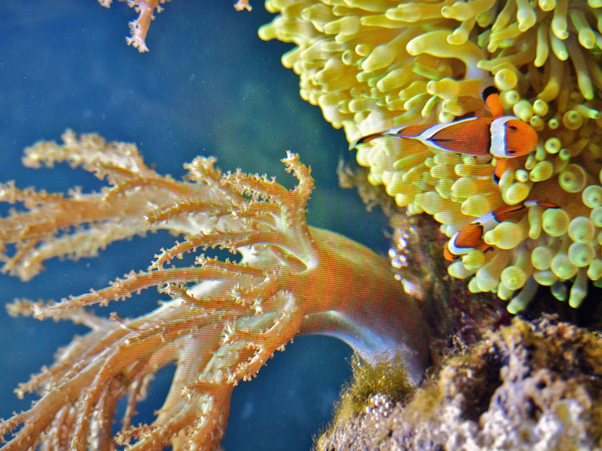 The image shows an underwater scene in an aquarium. In the foreground, two clownfish are visible amidst a cluster of bright yellow sea anemones. One clownfish is facing the camera, displaying its characteristic orange and white stripes. Behind the anemones and clownfish, a large, branching, orange-colored coral structure is prominent, with a textured surface. The background is a deep blue, indicating the water of the aquarium. The overall environment suggests a marine exhibit. The location of this aquarium in Kyiv, Ukraine, is not discernible from the image itself.