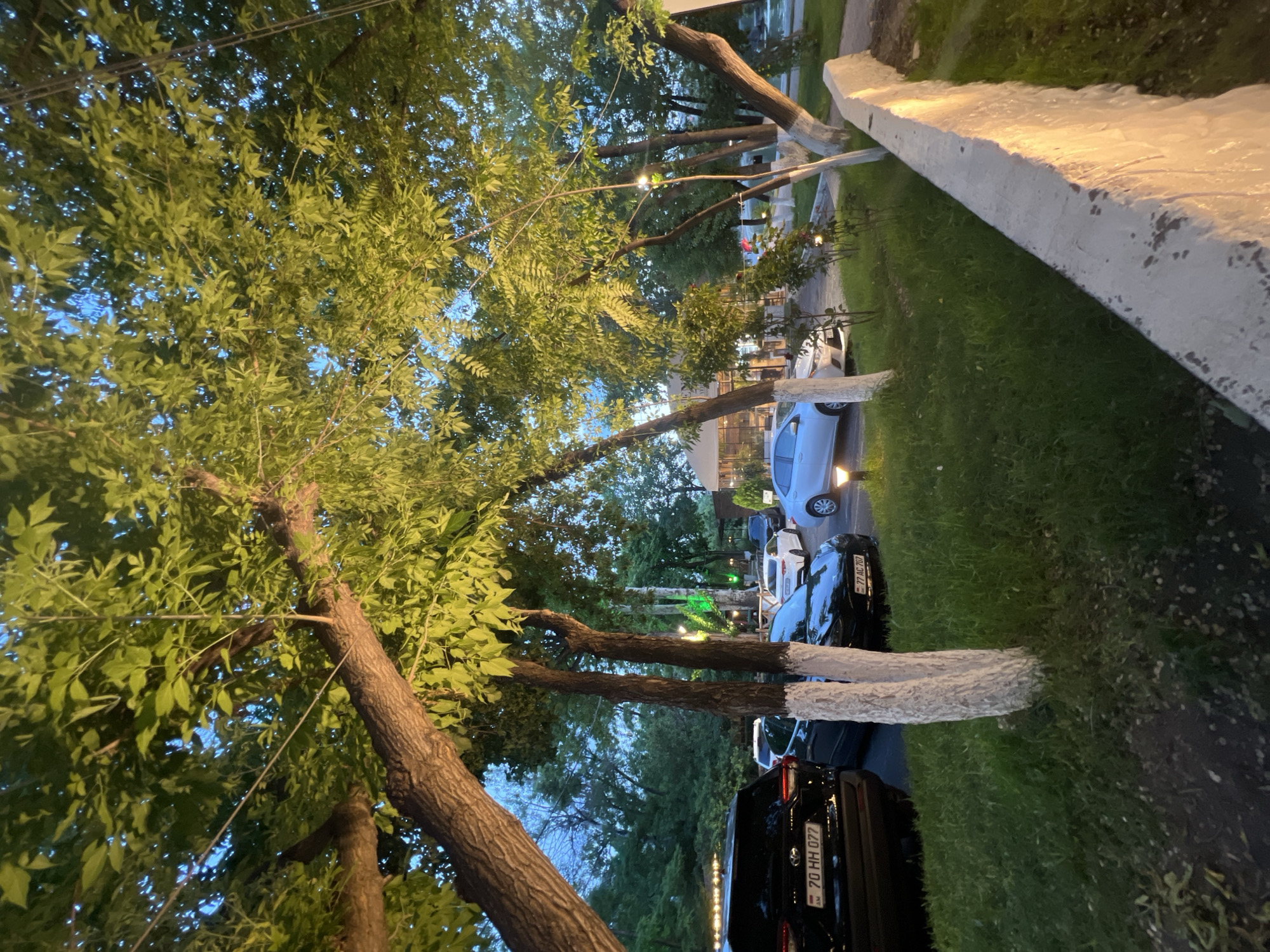 The image depicts an outdoor scene at dusk, likely in Yerevan, Armenia, judging by the license plates on the vehicles. A black SUV with license plate "70 HH 077" is parked on the left side of the frame. To its right, a black sedan with license plate "77 AC 707" is also parked. Several other cars, including a white sedan and a silver sedan, are visible in the background, parked in a lot.
The foreground is dominated by lush green grass and several trees with whitewashed trunks. The trees are densely covered with green leaves, and some are illuminated by artificial lights, giving them a yellowish-green glow. A white concrete barrier runs along the right side of the frame, also illuminated by a light source, casting a warm glow. In the background, a building with a glass-covered structure and outdoor seating is visible. The sky is a deep blue, indicating twilight. There are no people clearly visible in the image.