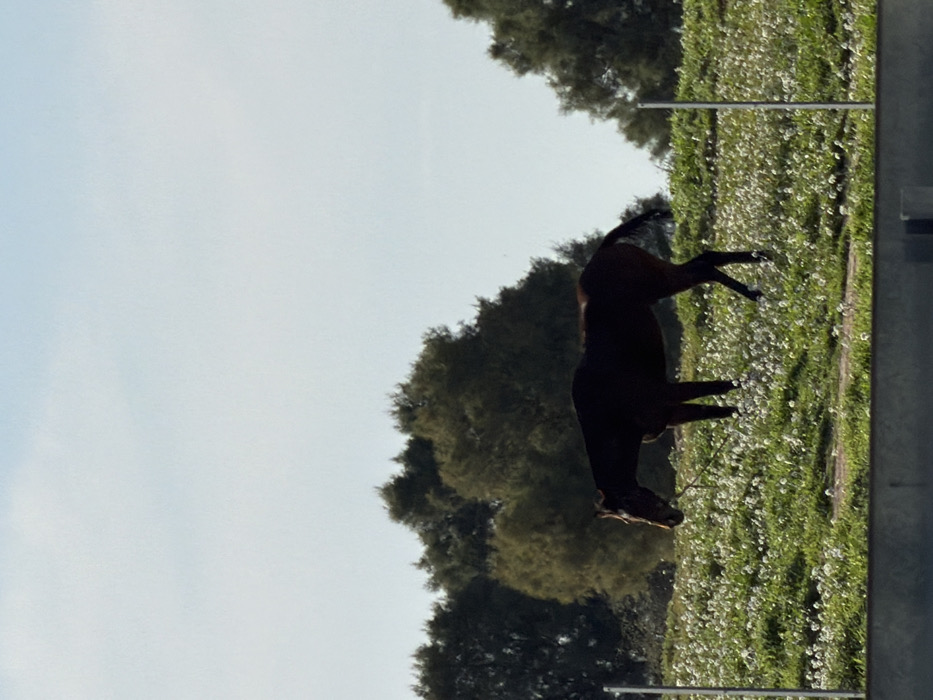 The image depicts a rural landscape within the Bnei Shimon Regional Council, Israel. A dark brown horse stands in profile, facing left, with its head lowered into a field. A thin, light-colored rope or lead line hangs from the horse's head area. The horse is positioned on a gently sloping green field densely covered with numerous small white flowers. Two slender, light-colored vertical posts, consistent with fence elements, are visible on the left and right edges of the field. In the background, a dense line of green trees forms a natural barrier across the middle ground. The upper portion of the frame is dominated by a clear, light blue sky. A dark, horizontal structure, possibly concrete or metal, is partially visible at the bottom of the frame, obscuring the lowest part of the field. The scene is illuminated by natural daylight, casting subtle shadows on the horse and terrain.