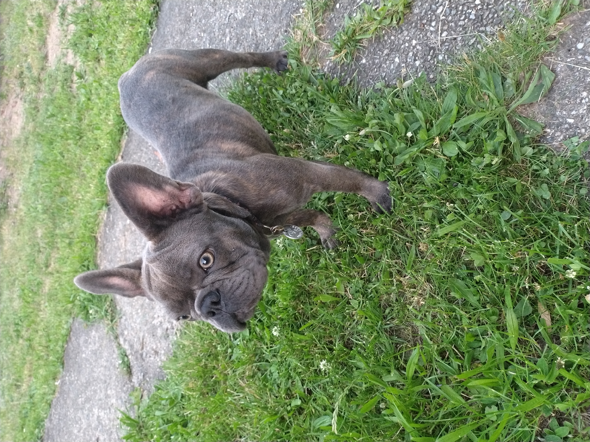 A French bulldog with brindle fur stands on a patch of green grass next to a gray concrete path. The dog is facing to the left of the frame, with its head turned to look towards the camera. Its large ears are perked up, and its eyes are open. The dog is wearing a silver dog tag around its neck. The background is blurred, showing more green grass and concrete.