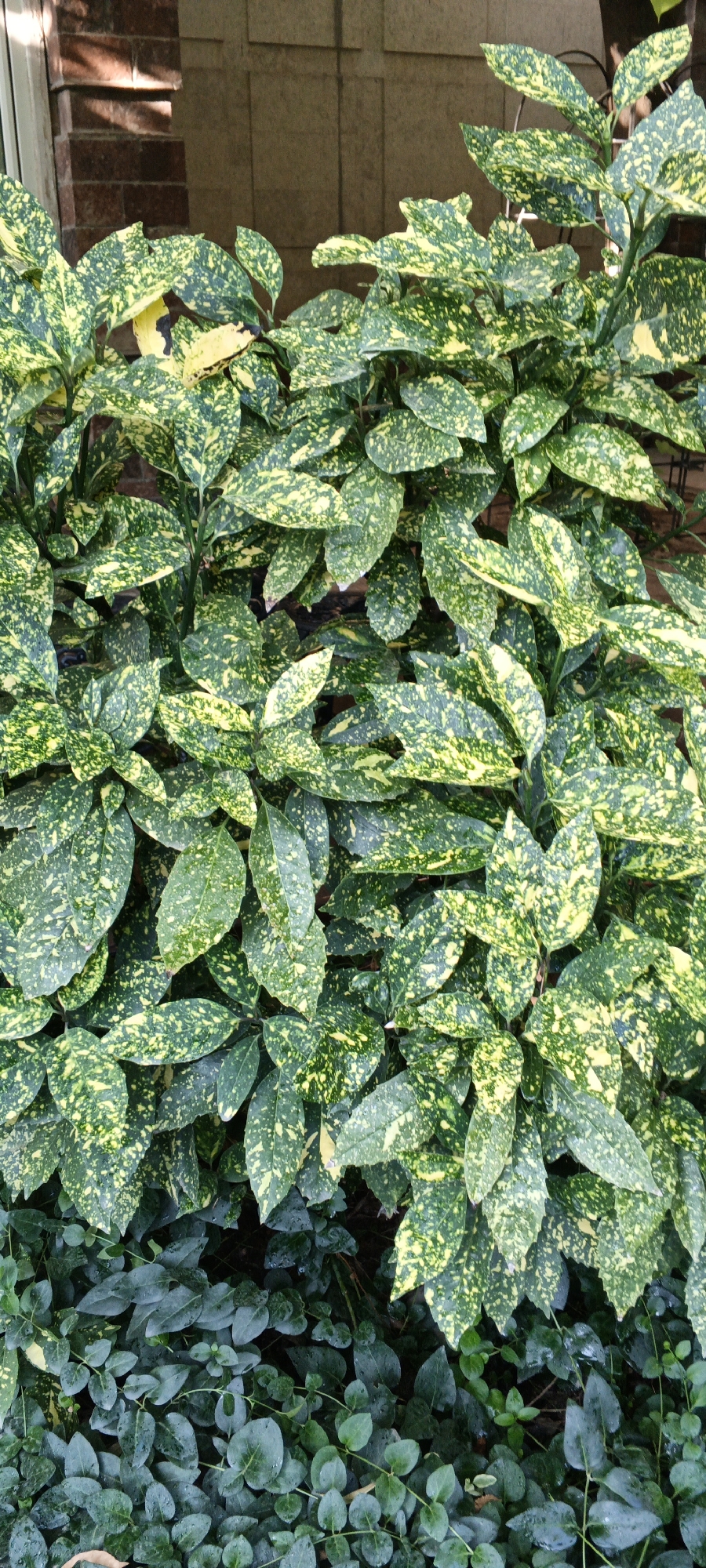 The image depicts a dense, leafy plant with variegated foliage, featuring a mix of deep green and vibrant yellow splotches. The leaves are ovate with slightly serrated edges and appear glossy, possibly due to recent watering. They are arranged alternately along slender, upright stems. The upper portion of the plant shows thicker, more developed leaves, while the lower section transitions to a ground cover of smaller, uniformly green, rounded leaves. The plant is situated outdoors, with a textured, light brown wall and a darker brick element visible in the background, suggesting it might be growing near a building. The lighting indicates it is daytime, with some shadows cast on the foliage and the wall. There are no people or animals visible in the image. The scene is a close-up, vertical shot of the plant, focusing on its rich textures and coloration. This image does not contain any information that can be used to identify its specific location within the city of Tashkent, Uzbekistan.
