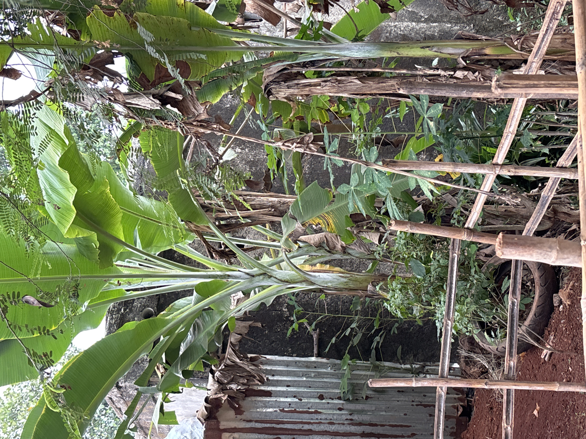 A photograph captures a dense, overgrown backyard scene in Taman Rahayu, Indonesia, dominated by lush green banana trees with large, broad leaves. In the foreground, a makeshift fence constructed from bamboo poles and split bamboo sections encloses an area of reddish-brown soil. A discarded tire is visible within the enclosure, partially filled with dirt and small green plants. To the left of the banana trees, a corrugated metal structure, showing signs of rust, is partially obscured by dry, brown leaves and vegetation. Behind the banana trees, a rough, textured concrete wall forms the backdrop. The overall impression is one of a neglected but vibrant natural space within an urban or semi-urban environment. There are no people or animals visible in the image.