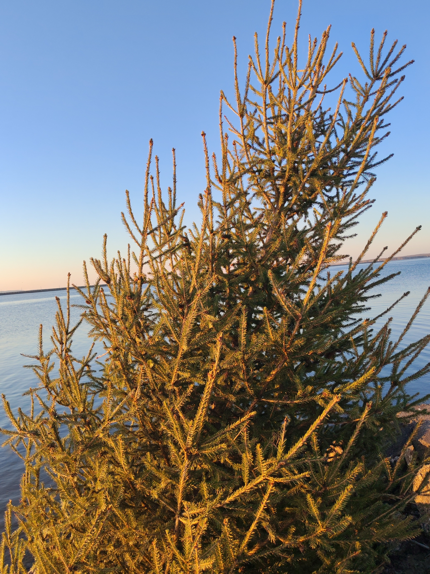 A medium shot depicts a young fir tree on the shore of the Kama Reservoir in Chaikovsky, Russia. The tree is positioned close to the water's edge, with the reservoir extending to the horizon under a clear, light blue sky. The tree has slender branches covered with short, green needles, and some branches are highlighted with a golden glow, likely from the setting or rising sun. The water is relatively calm, reflecting the sky with subtle ripples. The background suggests a tranquil, natural setting on a clear day.