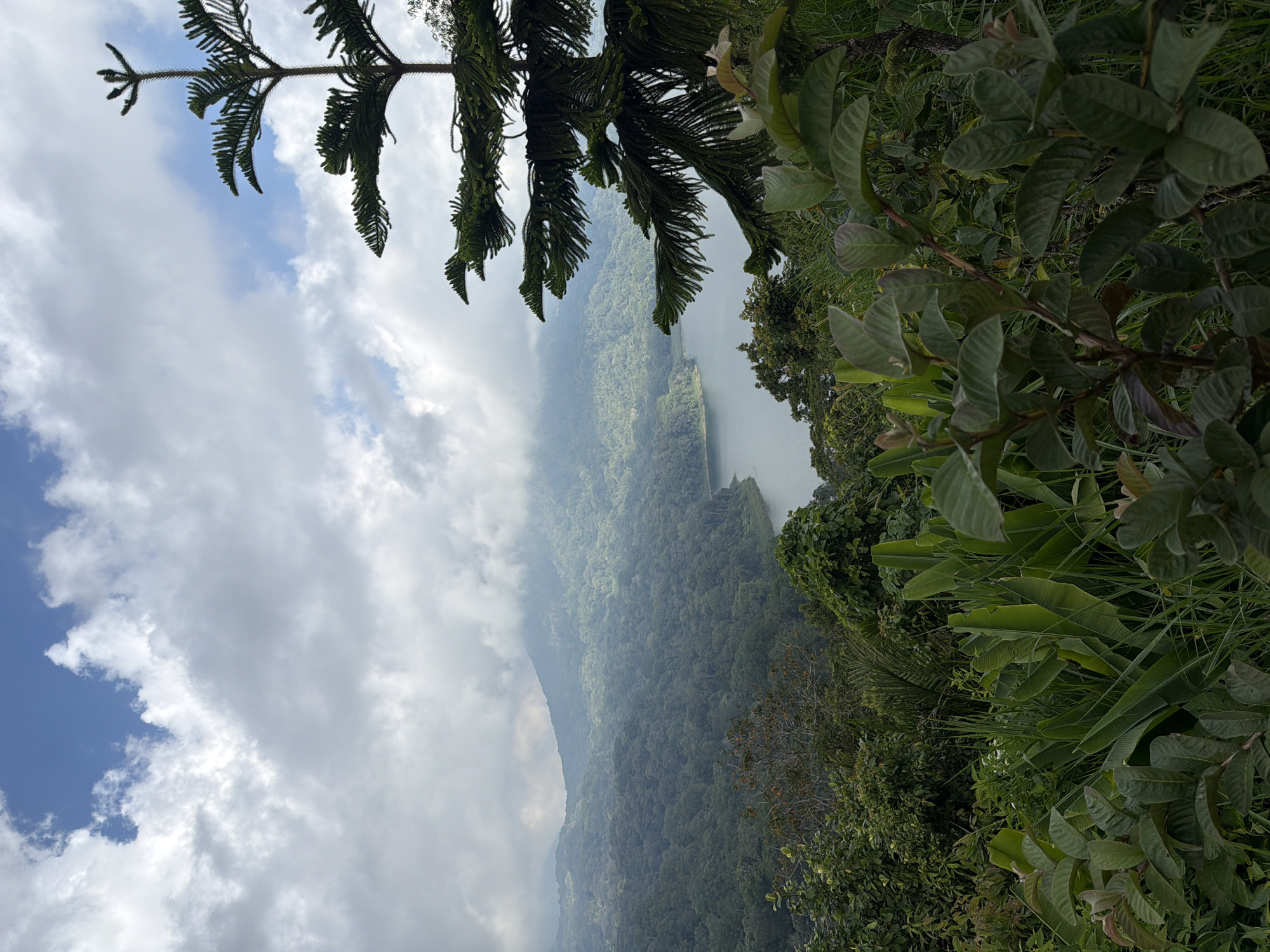 This image captures a serene natural landscape, likely overlooking a lake surrounded by lush green mountains. The foreground is dominated by dense vegetation, including large-leafed plants and trees, with a tall conifer-like tree on the right side of the frame reaching towards the sky. In the mid-ground, a tranquil body of water is visible, reflecting the soft, cloudy sky. The background features rolling hills covered in dense forest, with a mountain peak partially obscured by clouds. The sky above is a mix of bright blue patches and large, fluffy white clouds, suggesting a partly cloudy day. The scene evokes a sense of peacefulness and natural beauty. While the image itself does not explicitly show any part of the city of Banjar, Indonesia, this type of natural landscape is characteristic of areas near volcanoes and lakes that are prominent in the region, such as Lake Batur or Lake Bratan, which are popular tourist destinations known for their scenic beauty and often associated with volcanic mountain ranges.