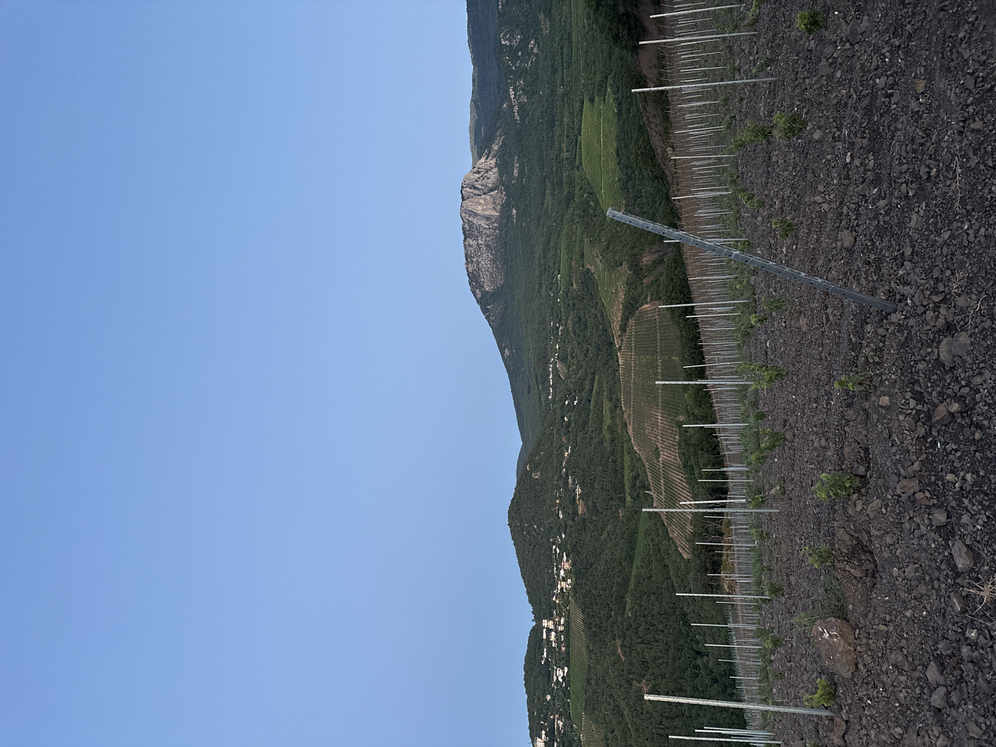 The image depicts a vineyard in the city of Lazurnoye, Ukraine. In the foreground, young grapevines are planted in dark, rocky soil, supported by rows of metal stakes. The middle ground features terraced vineyards on a verdant, forested hillside. A small cluster of white buildings is visible nestled on the slope. In the background, a large, rocky mountain rises, its summit weathered and exposed. The sky above is a clear, pale blue. The scene appears to be captured during either sunrise or sunset, given the soft, diffused light.