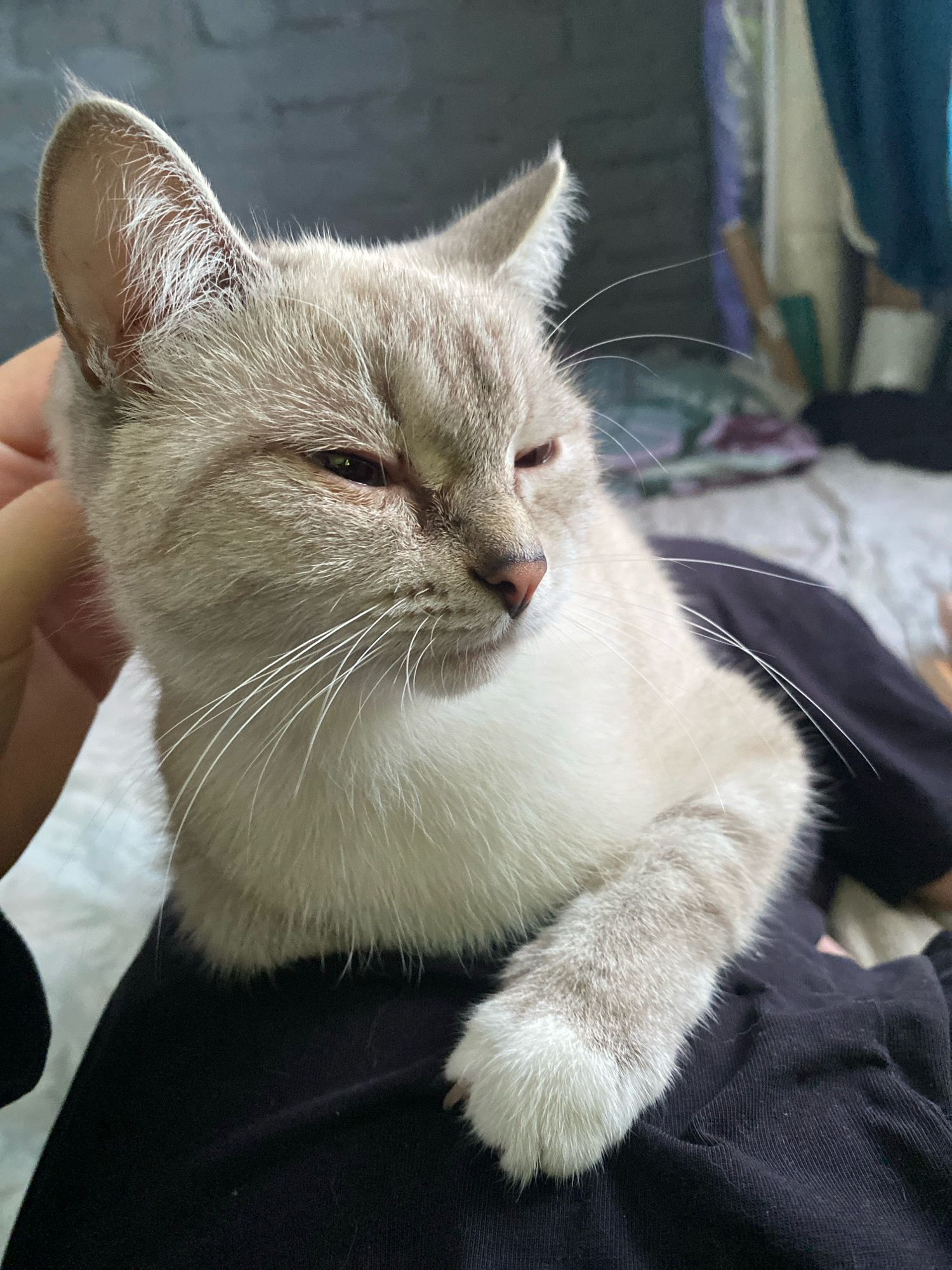 A light-colored cat with tabby markings is resting on dark clothing. The cat's eyes are partially closed, and its ears are pointed upwards. A hand is gently stroking the cat's head. The background is blurred, showing what appears to be a bed with folded clothing and possibly a closet. The lighting is soft and natural. The image captures a moment of quiet affection between a person and their pet. The location of Overyata, Russia, is not discernible from the visual information in the image.