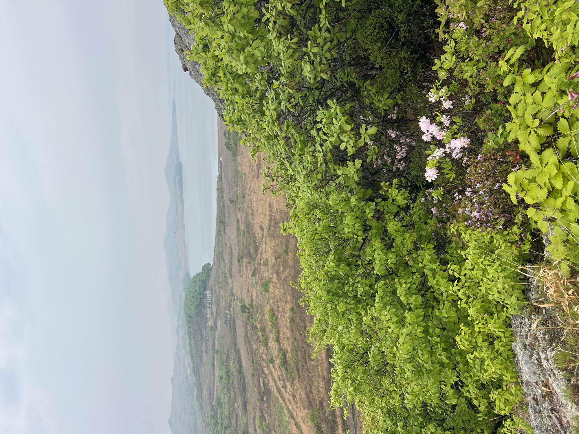 The image shows a landscape taken from a high vantage point, possibly a cliff or elevated terrain in Gvozdevo, Russia. The foreground is dominated by green foliage and some small pink and purple flowers that grow alongside a rocky outcrop. In the middle ground, a vast expanse of grassy and brush-covered land leads towards a body of water in the distance. The water is obscured by a hazy or foggy atmosphere. Beyond the water, there are silhouettes of distant hills or landmasses. In the hazy environment, structures are visible.