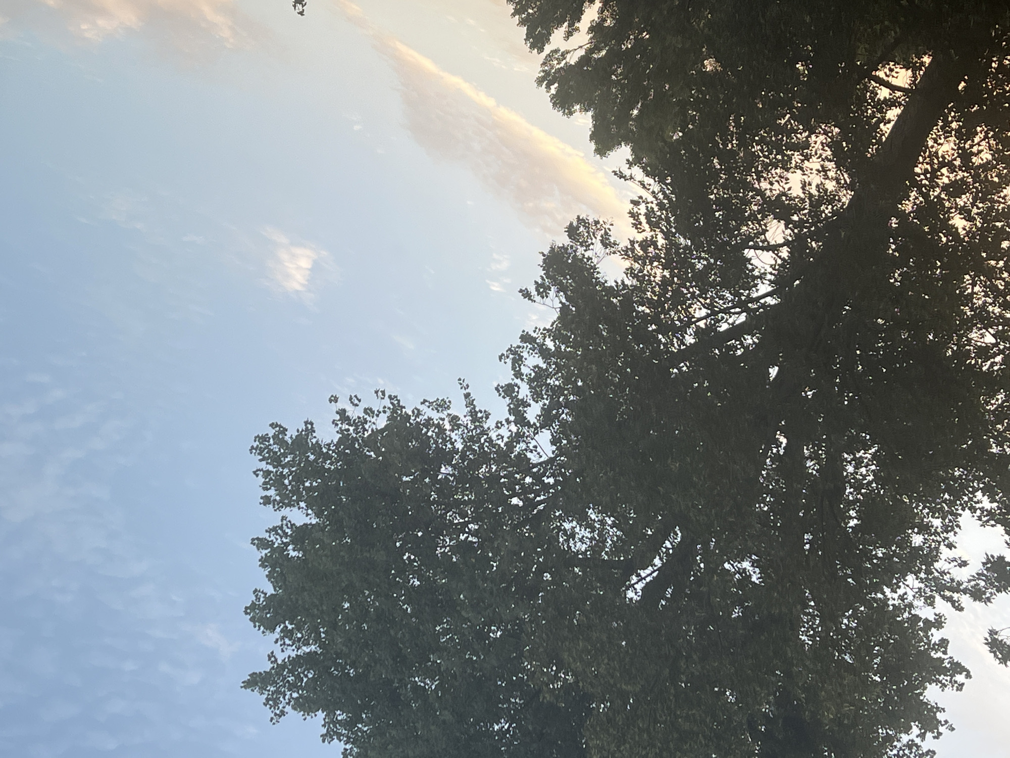 The image captures a view looking upwards towards a tree canopy against a sky with scattered clouds. The leaves of the tree are dark green, silhouetted against the lighter sky. The sky is a pale blue with wispy, elongated clouds that are tinged with soft pink and orange hues, suggesting either sunrise or sunset. The lighting appears to be low and diffused. The scene does not contain any identifiable landmarks or features that would place it specifically within the city of Warsaw, Poland. There are no people, objects, or specific actions depicted in the image.