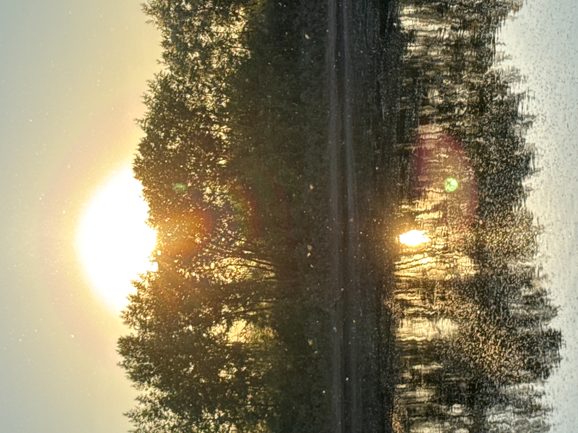 This image captures an outdoor natural scene at sunrise or sunset in Chaikovsky, Russia. A bright, low-lying sun is positioned slightly left of center in the upper half of the frame, emitting intense white and yellow light with a prominent lens flare, including a distinct green and pink orb visible within the water's reflection in the lower left. The sky transitions from a pale blue at the top to warm yellow and orange hues around the sun.
A dense line of trees, appearing either deciduous or mixed, forms the horizon line across the mid-section of the image. These trees are largely silhouetted against the bright light, with some back-lit leaves exhibiting a golden glow.
The bottom half of the image features a calm body of water that accurately reflects the bright sun as a distorted, elongated oval streak, positioned slightly to the right of the frame's center. The trees are reflected as darker, vertical, and somewhat blurred patterns on the water's surface. The water surface exhibits numerous ripples, particularly in the foreground, which create a textured, mottled appearance in the reflections.
Throughout the entire scene, numerous small, white, blurry specks are densely distributed. These particles are visible suspended in the air against the sky, within and in front of the tree line, and are highly concentrated over and on the water surface in the foreground, giving the impression of airborne particles such as pollen, dust, or flying insects. No people, man-made structures, or distinct objects are visible within the frame.
