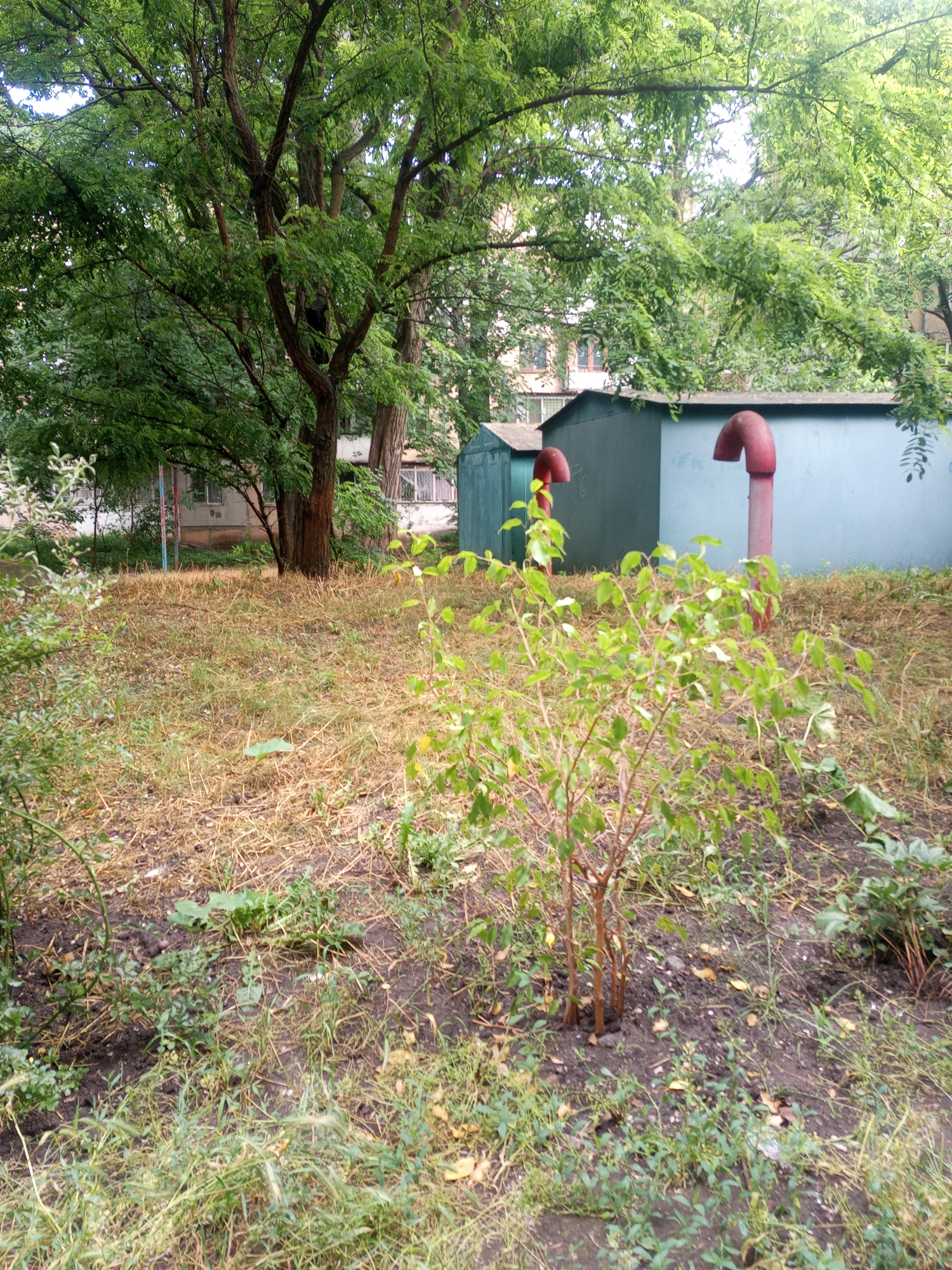 The image depicts an outdoor scene in Odesa, Ukraine. In the foreground, there is a small, leafy bush with thin brown stems. The ground is covered in dry, yellowish grass and some patches of dark soil with scattered green vegetation and fallen leaves. Behind the bush, a large tree with dark brown bark and a dense canopy of green leaves dominates the left side of the frame. In the mid-ground, there are two utilitarian structures. The one on the left is dark green and appears to be a shed or small building. The one on the right is larger, painted light blue, and has a dark blue or grey roof. Two curved, reddish pipes, resembling a "J" shape, protrude from the roof of the blue structure. In the background, trees and the upper floors of apartment buildings are visible, suggesting an urban or suburban environment. The lighting suggests it is daytime, with sunlight filtering through the leaves. The overall impression is one of a somewhat unkempt urban green space.