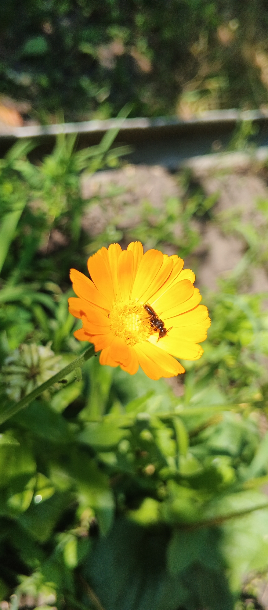 An extreme close-up vertical shot captures a single, vibrant orange marigold flower in bloom. A small, dark insect, possibly a bee or wasp, is actively foraging in the center of the flower, its body partially obscured by the bloom's intricate petals and stamen. The flower is surrounded by lush, green foliage, which is largely out of focus, creating a soft bokeh effect. The background also shows out-of-focus earthy tones, suggesting a natural outdoor setting. The lighting indicates it is daytime, with sunlight illuminating the flower and casting subtle shadows. The image was taken in Smila, Ukraine.