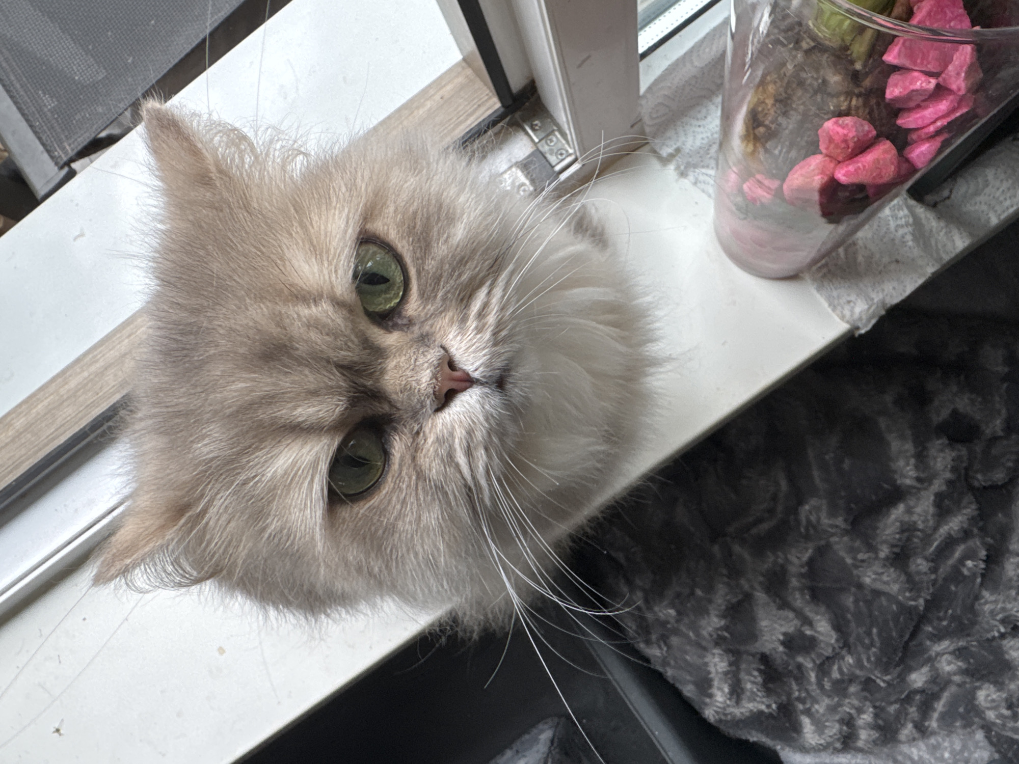The image depicts a close-up, high-angle view of a long-haired domestic cat with light brown-beige fur and a white lower face and chest, positioned on a white window sill in a location identified as Unknown, Unknown. The cat's face is centered, exhibiting prominent green eyes and a focused, direct gaze towards the camera. Its brows are slightly furrowed. To the cat's left, a dark grey, textured, possibly plush fabric surface is partially visible. To the cat's right, a clear glass container, potentially a vase or terrarium, rests on a crumpled white paper towel or similar material. The container holds multiple bright pink, irregularly shaped decorative stones, along with darker material. The background consists of the white window sill extending horizontally, meeting a light brown-grained window frame. A metal hinge mechanism is visible on the window frame adjacent to the cat's right ear. Beyond the window frame, a darker, possibly black, exterior element or window component is visible. No human individuals are present.